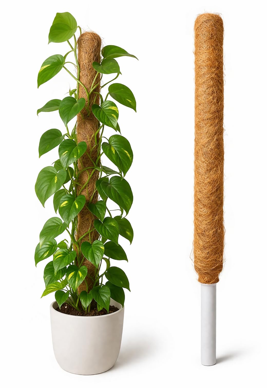 Coco Coir Pole Stick | Natural Coco Fiber Pole Stick| Coco Pole Support for Climbing Indoor & Outdoor Plants | Strong Pole for Money Plant, Monstera, Pothos Growth (1 FEET - Pack of 2)-image-35