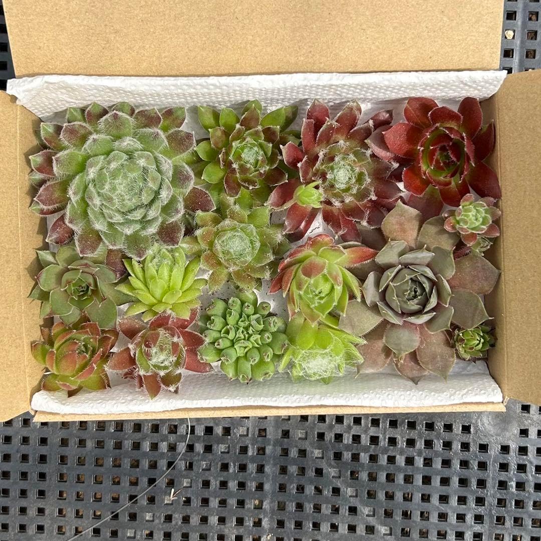 3本＝キャッサバ芋、芽出し苗◇猛暑で、キャッサバ◇夏休みの自由研究