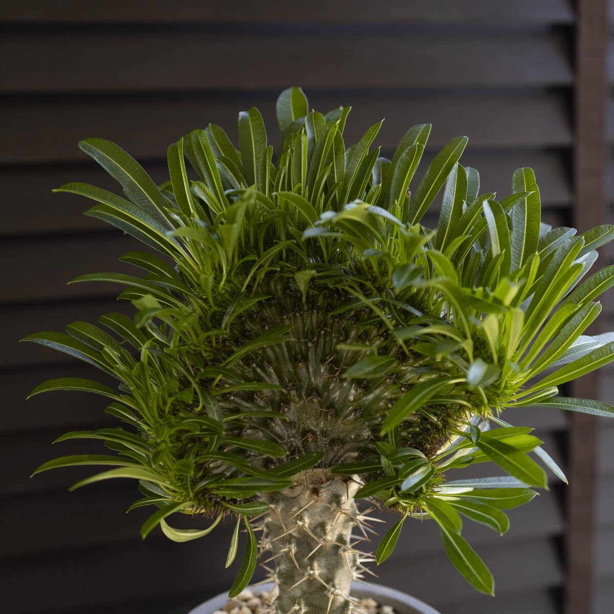 ラメリー 綴化 パキボディウム 接木 陶器鉢 コーデックス 塊根植物 大株】ラメリー 綴化 パキボディウム 接木 5号陶器鉢 コーデック