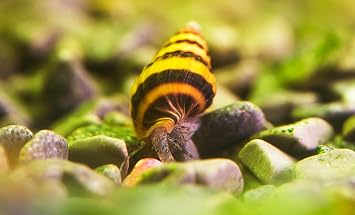 Swimming CreaturesTM 3 Assassin Snails Live for Freshwater Aquarium (Clea Helena) 1/4 - 1/2