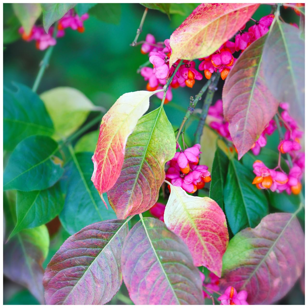 1 Spindle Tree, Euonymus Europaeus, 1L Pot Pink Autumn Berries 3fatpigs®