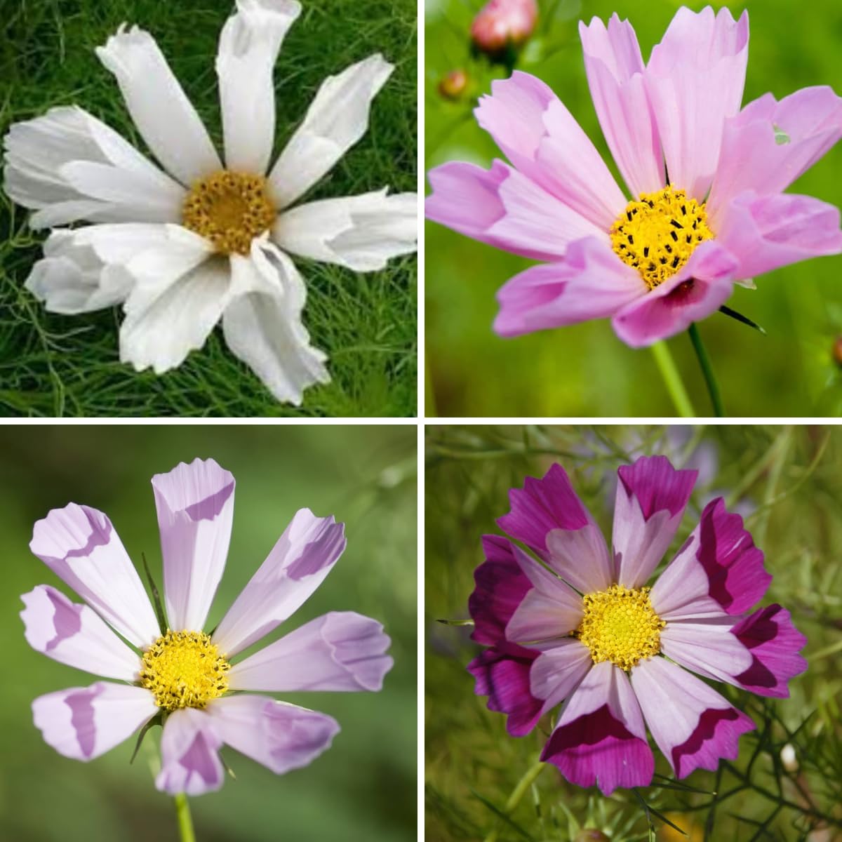 Cosmos Flower Seeds - BIPINNATUS - SEA Shells Mix - Bulk Order Wildflower Easy Grow Colourful Garden Yard Farm School (100g)