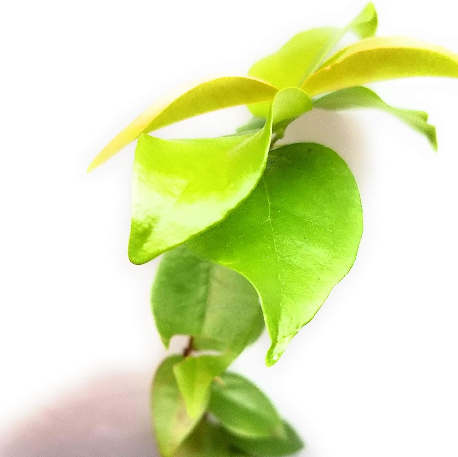 LovelyGarden Pitangatuba Star Cherry Eugenia Selloi neonitida Fruit Tree Seedling Plant
