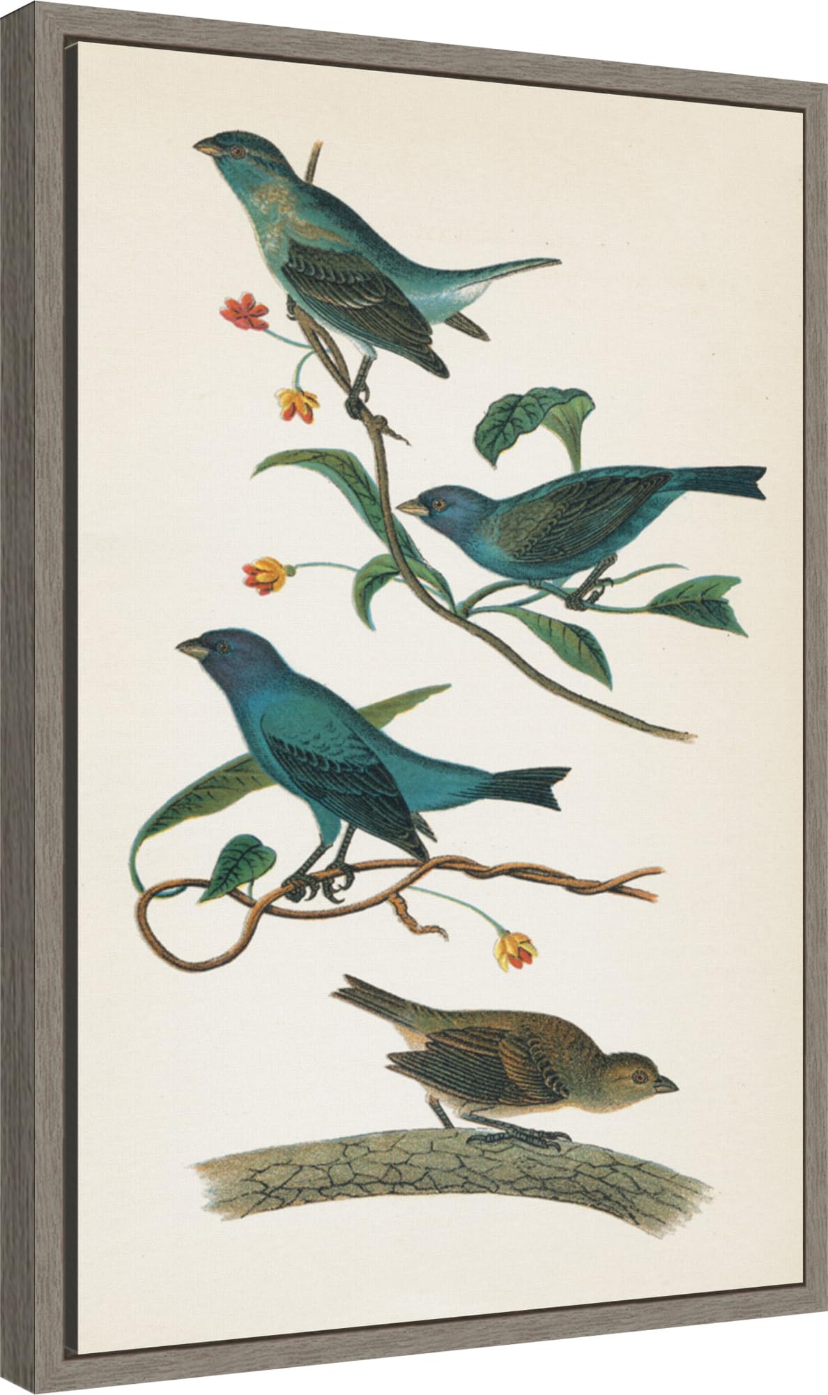 Amanti Art Framed Canvas Wall Art 23x16 Indigo Bunting Bright by Wild Apple Portfolio, Framed Wall Art Canvas, Animals Artwork, Country Rustic Decor, Medium Poster Painting for Living Room, Bedroom,