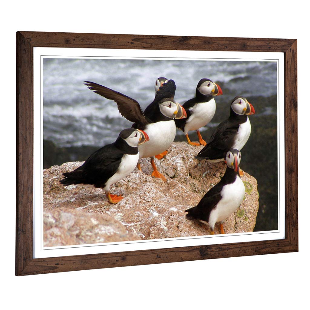 Big Box Art Framed Print of Atlantic Puffin Birds Design | Wall Art Picture | Home Decor for Kitchen, Living, Dining Room, Lounge, Bedroom, Hallway, Office, Walnut, A2 / 24.5x18 Inch / 62x45cm
