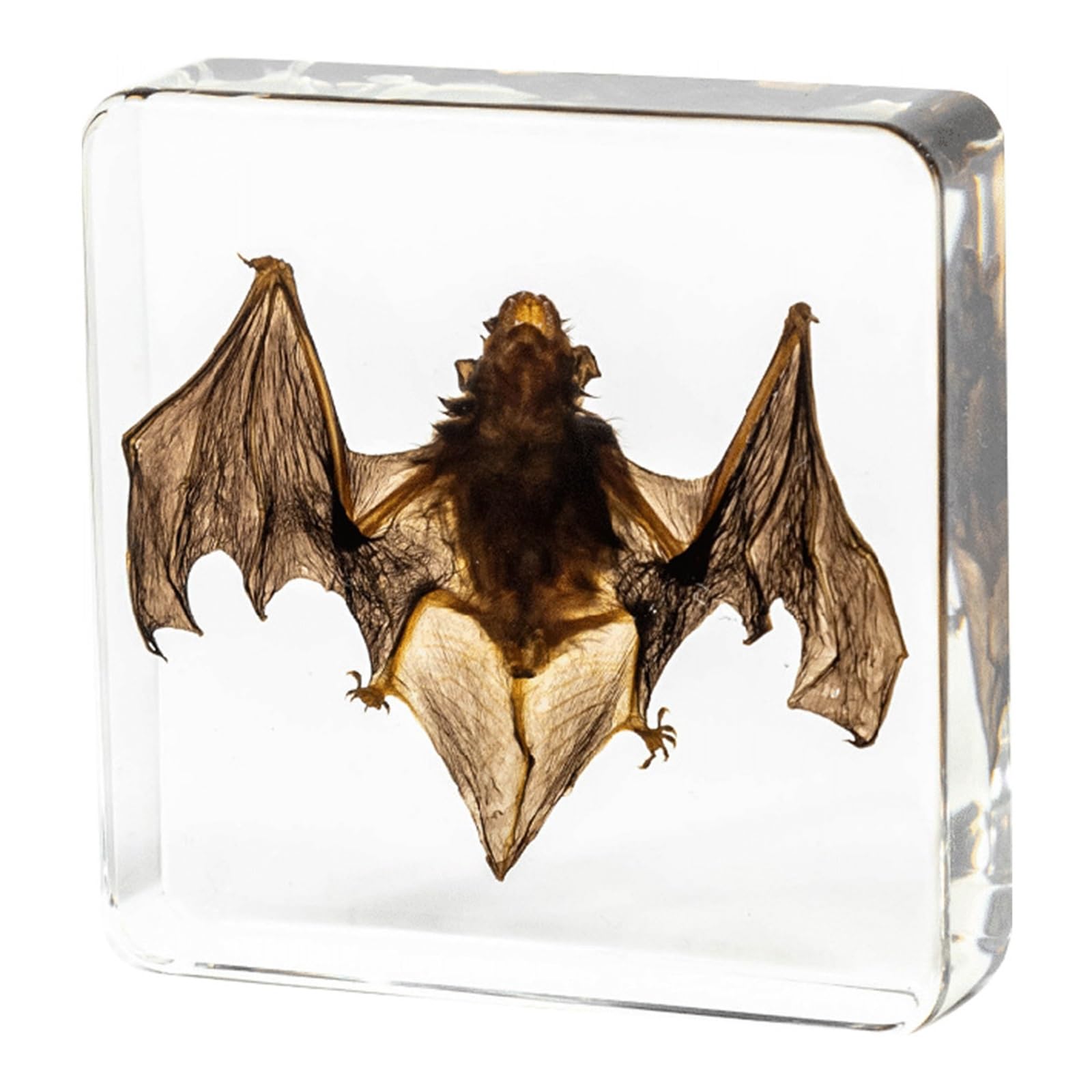 ALMASI Taxidermy Bat, Real Bat Taxidermy Animals,Resin Bat Taxidermy for Science Classroom Specimens Education, Great Gift for Taxidermy, Bat Decor(7.5 * 7.5 * 2CM)