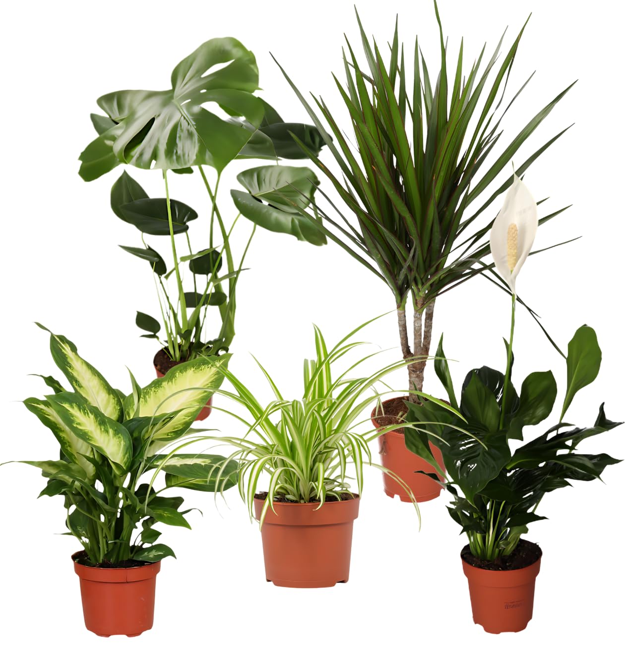 Juego de 4 plantas purificadoras de aire Monstera & Dieffenbachia & Spathiphyllum & Areca, 40-45 cm, diámetro de 12 – 15 cm maceta, plantas para casa y oficina, calidad profesional, envío rápido de — view 12