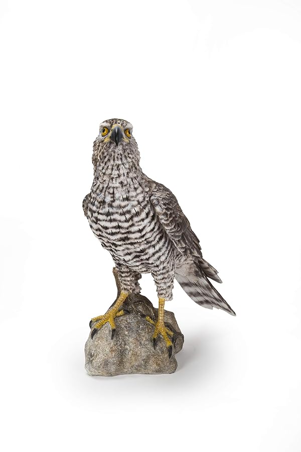 Hi-Line Gift Ltd. Northern Goshawk Standing ON Rock Statue, Grey and Black by HI-LINE - Image 2