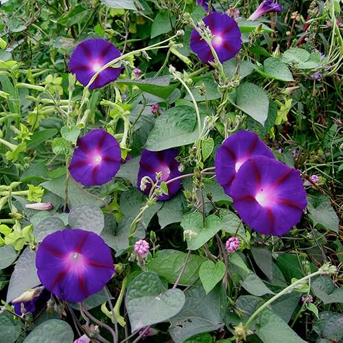 Miniatura 7 de QAUZUY GARDEN 30 semillas de gloria matutina negra, gloria de la mañana, Ipomoea Purpurea  Flor de gloria matutina común más oscura más profunda y