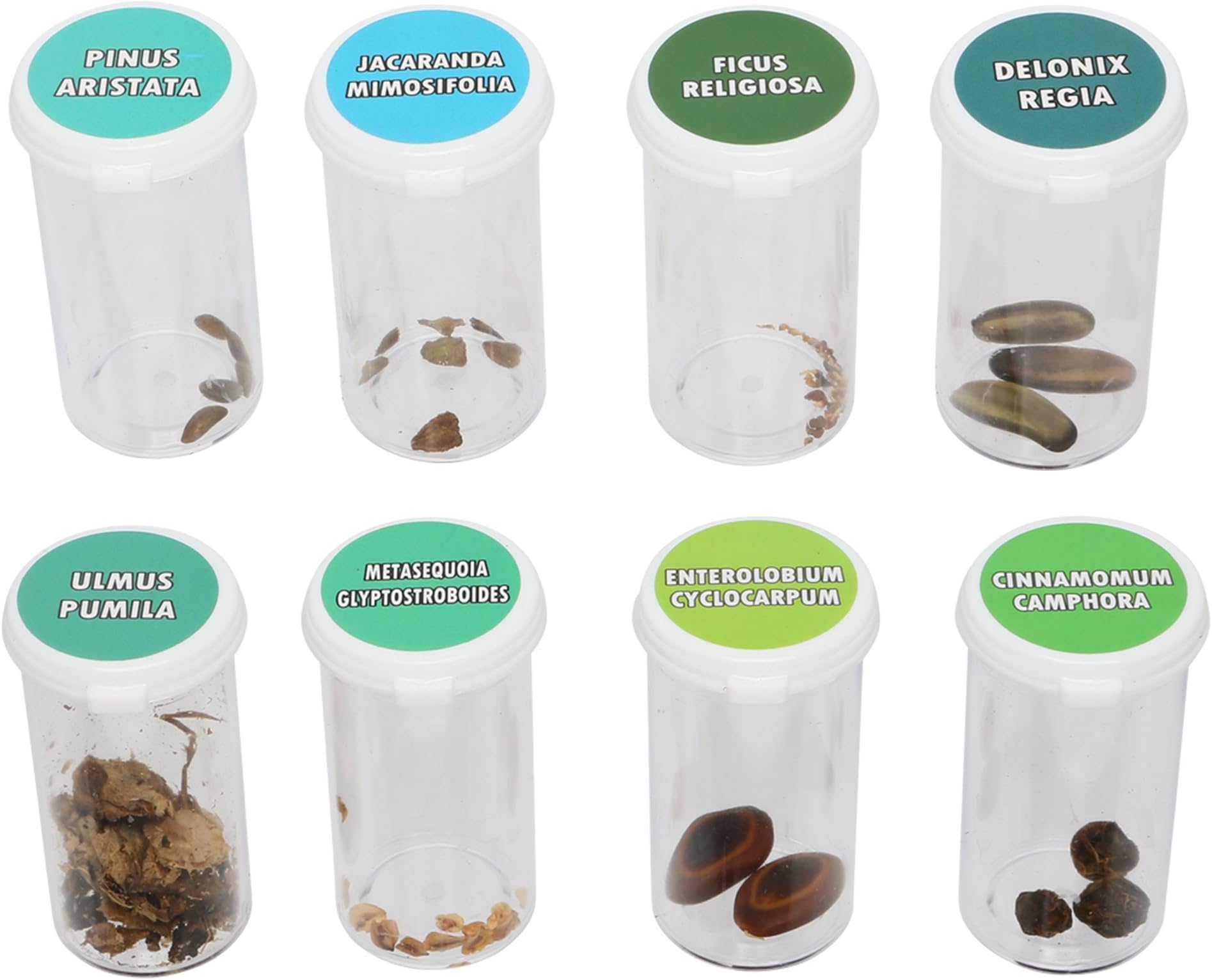 Bonsai Tree Seed Kit | Grow Bonzai at Home | Set of 8 Stay Fresh Vials with Rare Bonsi Seeds | Delonix Regia (Flame Tree), Jacaranda, Metasequoia (Dawn Redwood), and Many More!