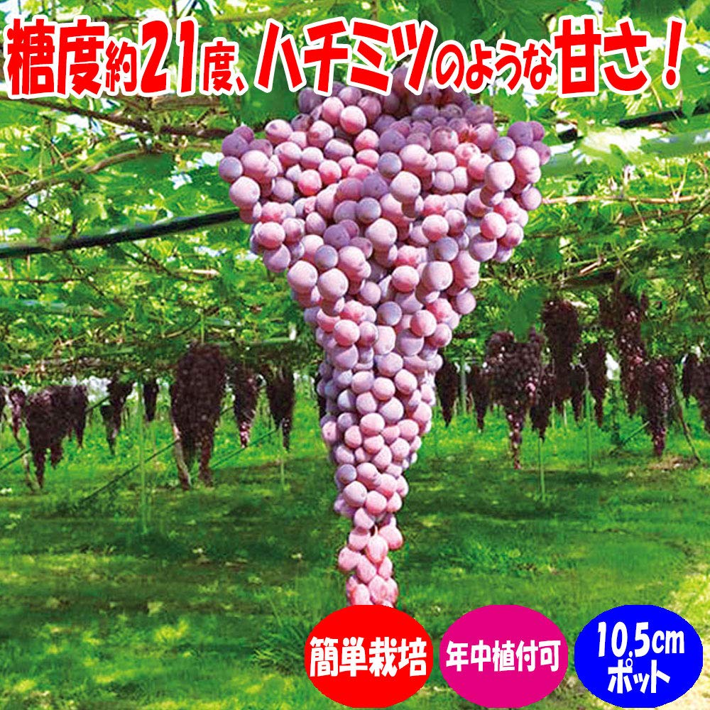 Amazon.co.jp: ITANSE ブドウ苗 紅三尺ぶどう(巨大房ぶどう