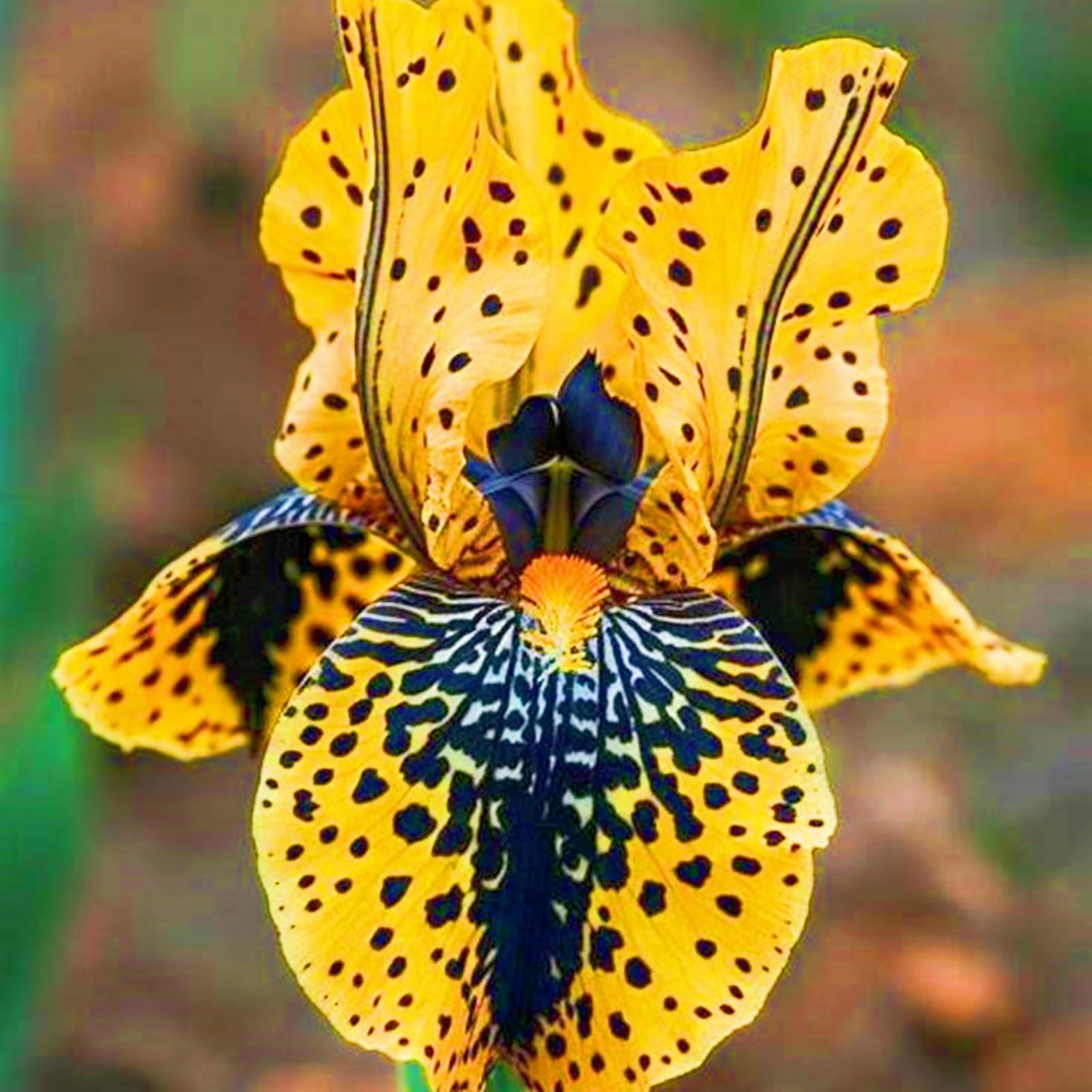 Rapid Growth iris Bulbs UK Hardy Perennial,Wedding Flowers,Garden Flowers,Plant Bulbs-6bulbs-f