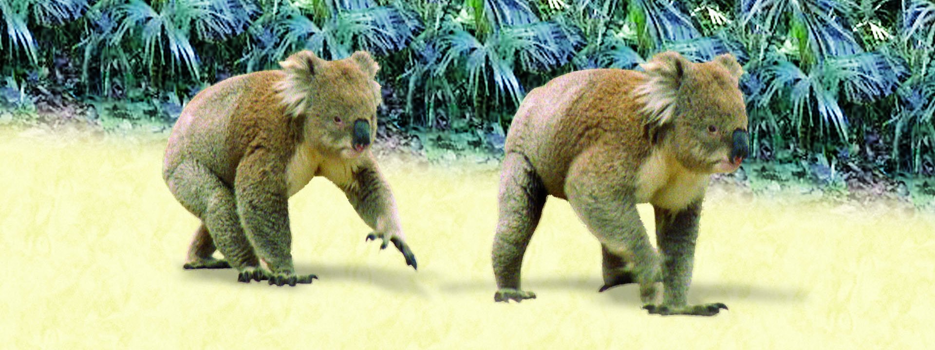 3-D Motion Koalas Bookmark with 6" Ruler