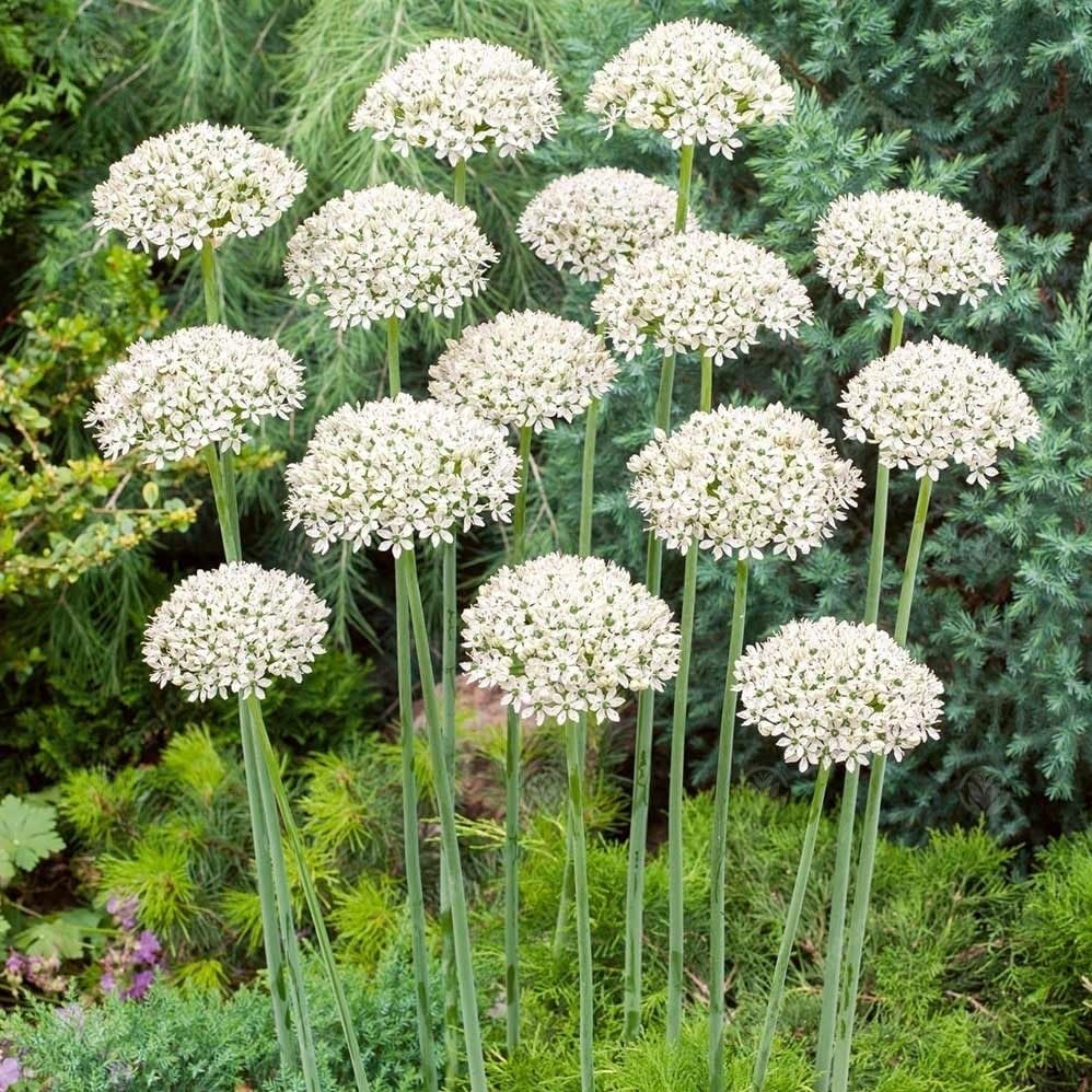 Nigrum Allium - White Flowers with Deep Green Eyes | Perennial and Versatile Allium Bulbs for Planting - Naturalize Easily and Easy to Grow (6 Pack)