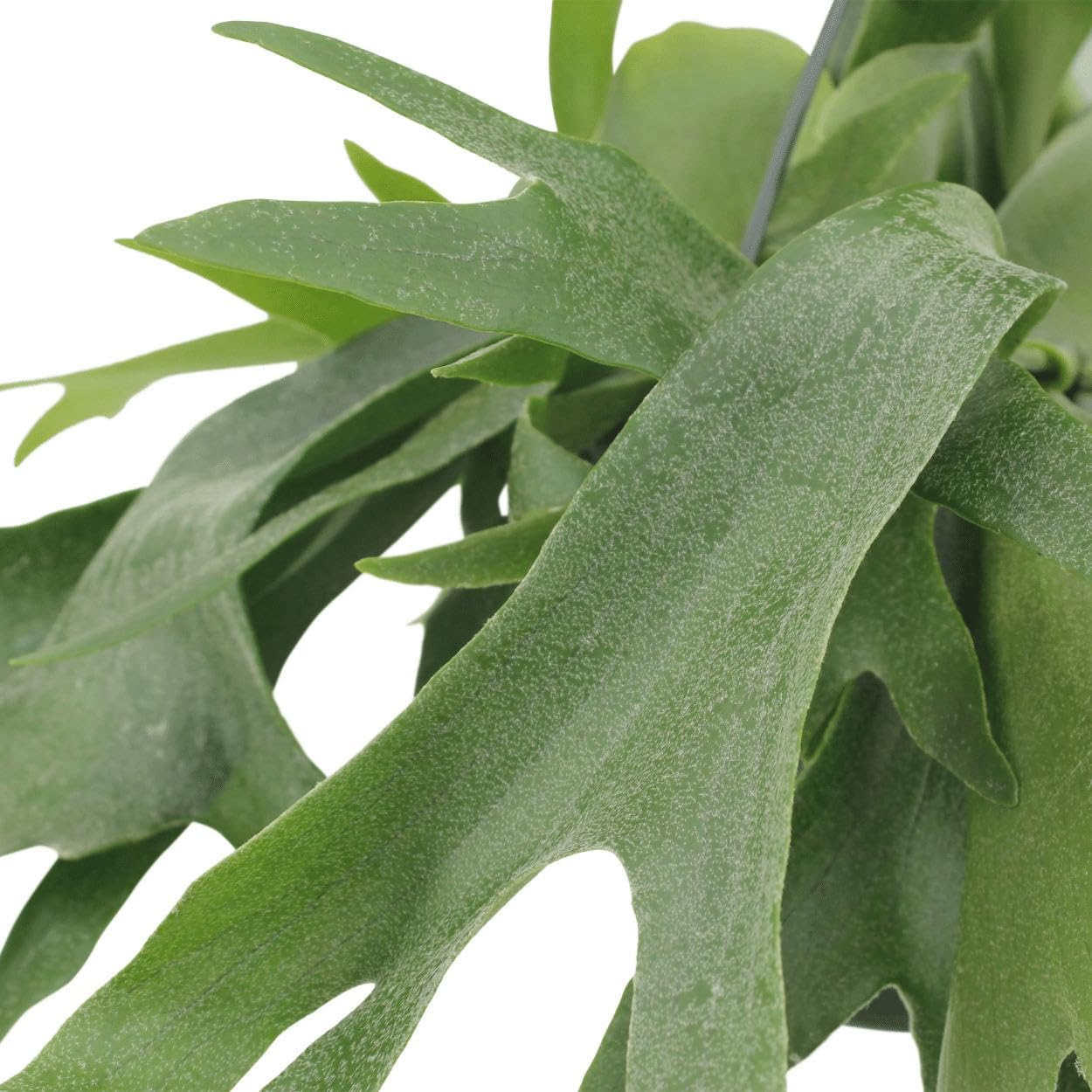Hirschfarn Platycerium  50 Cm Hoher Epiphytischer Zimmerfarn Mit  Beeindruckenden Hirschgeweih-Wedeln