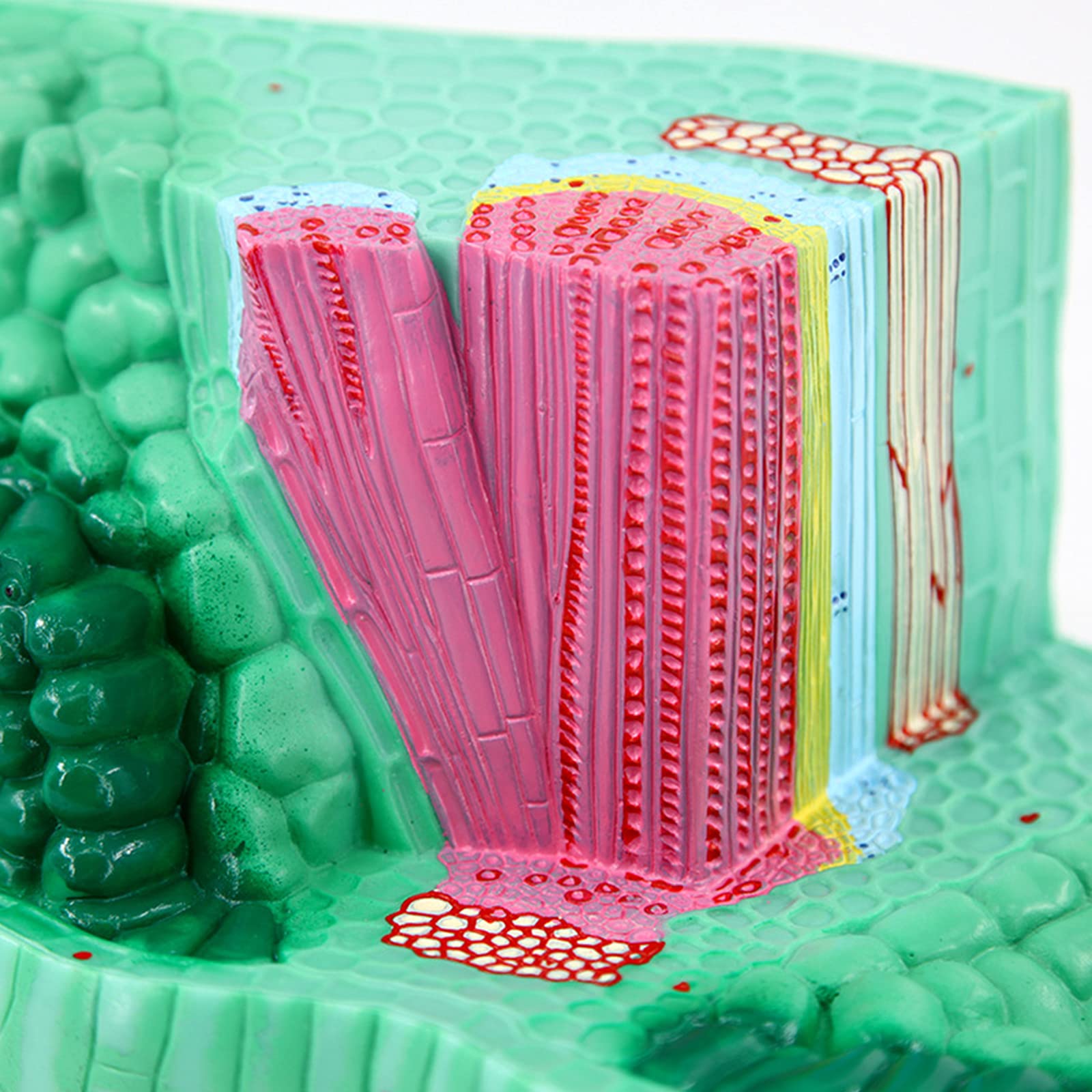 Modello di Struttura fogliare Modello anatomico di pianta, Materiale in PVC utilizzato per Il Modello didattico di Attrezzature per esperimenti biologici Sussidi didattici per Studenti