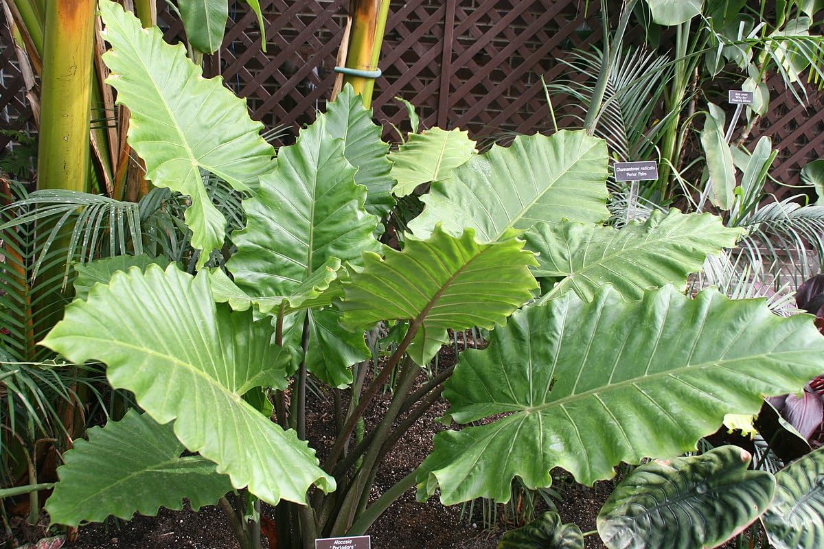 gold pothos plant Churchill Gold Pothos starter plant **(ALL plants require you to purchase  ANY 2 plants!)** main image 0