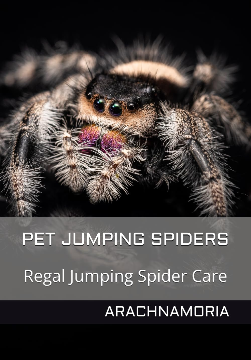 Pet Jumping Spiders: Regal Jumping Spider Care