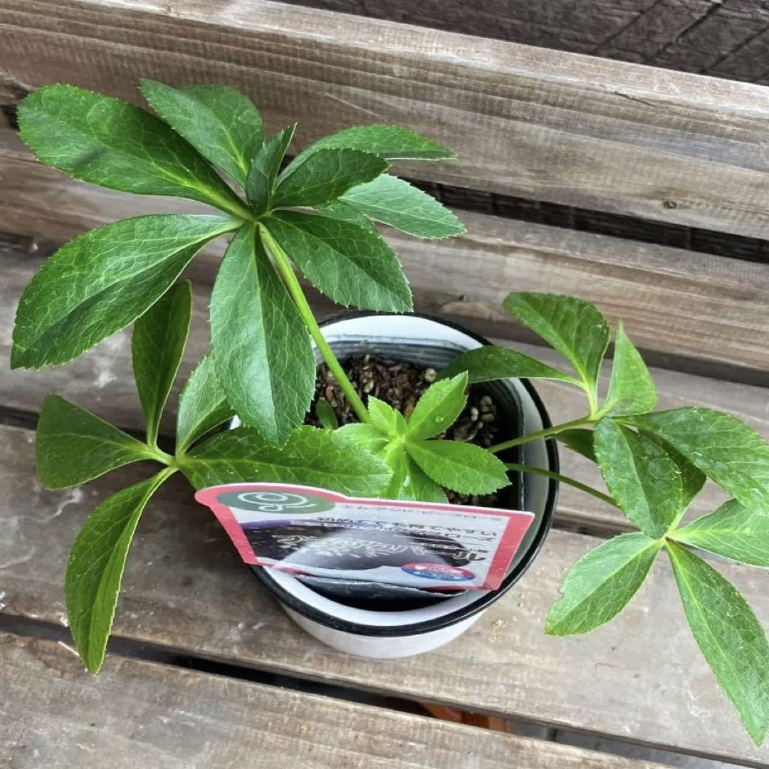 【花苗】クリスマスローズ　ミヨシ　ブラックパール　タグ付き　ポットごと発送 花苗 ミヨシのクリスマスローズ ブラックパール 9cmポット 1苗 - メルカリ