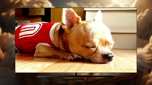 Lista de reprodução pacífica do cachorro - música relaxante para trazer conforto e serenidade ao seu