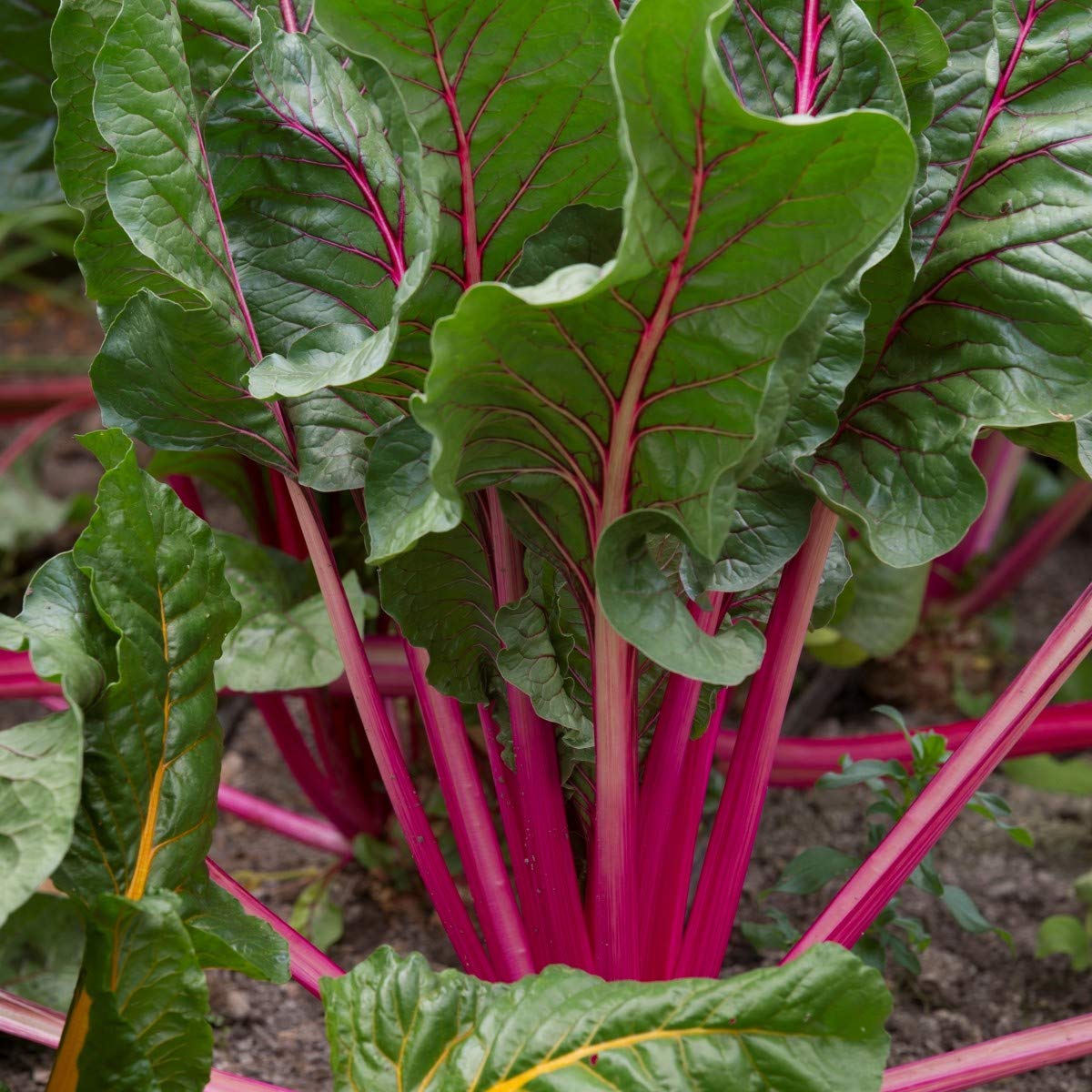 Ponthier ROTE BETE Gemüse-Püree Rote Betemark 1KG für gesunde Gerichte wie Smoothie-Saft Vegane-Saucen-Auflauf Füllungen Eintöpfe aus ausgewähltem Gemüse (6, 1kg)