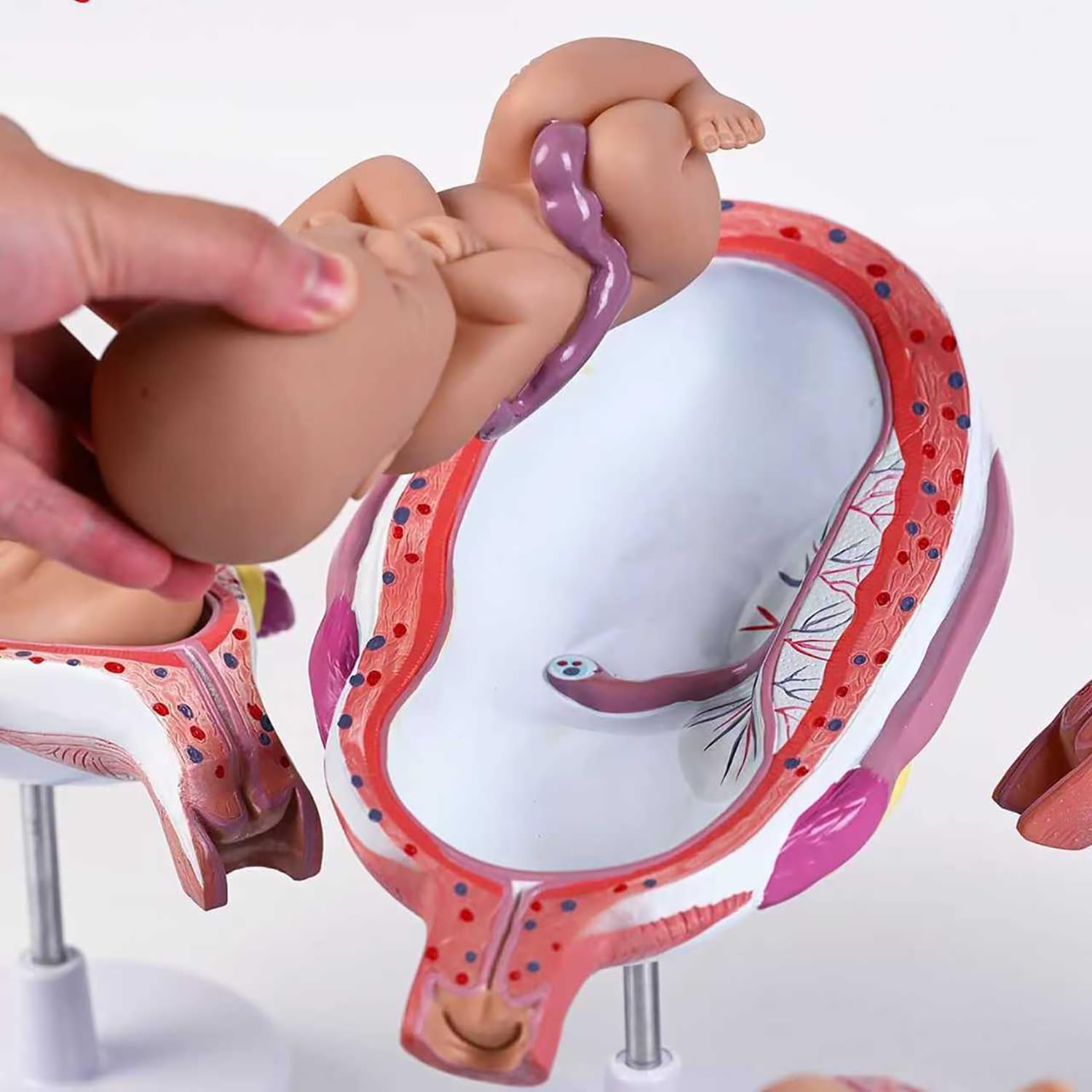 Model rozwoju ludzkiego zarodka, 8-częściowy zestaw ciążowy ze zdejmowanymi częściami, zestaw anatomiczny z PCW do komunikacji lekarz-pacjent