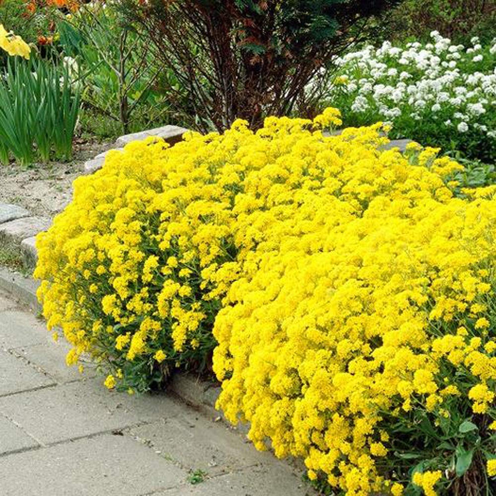 UtopiaSeeds Sweet Alyssum Basket of Gold Seeds