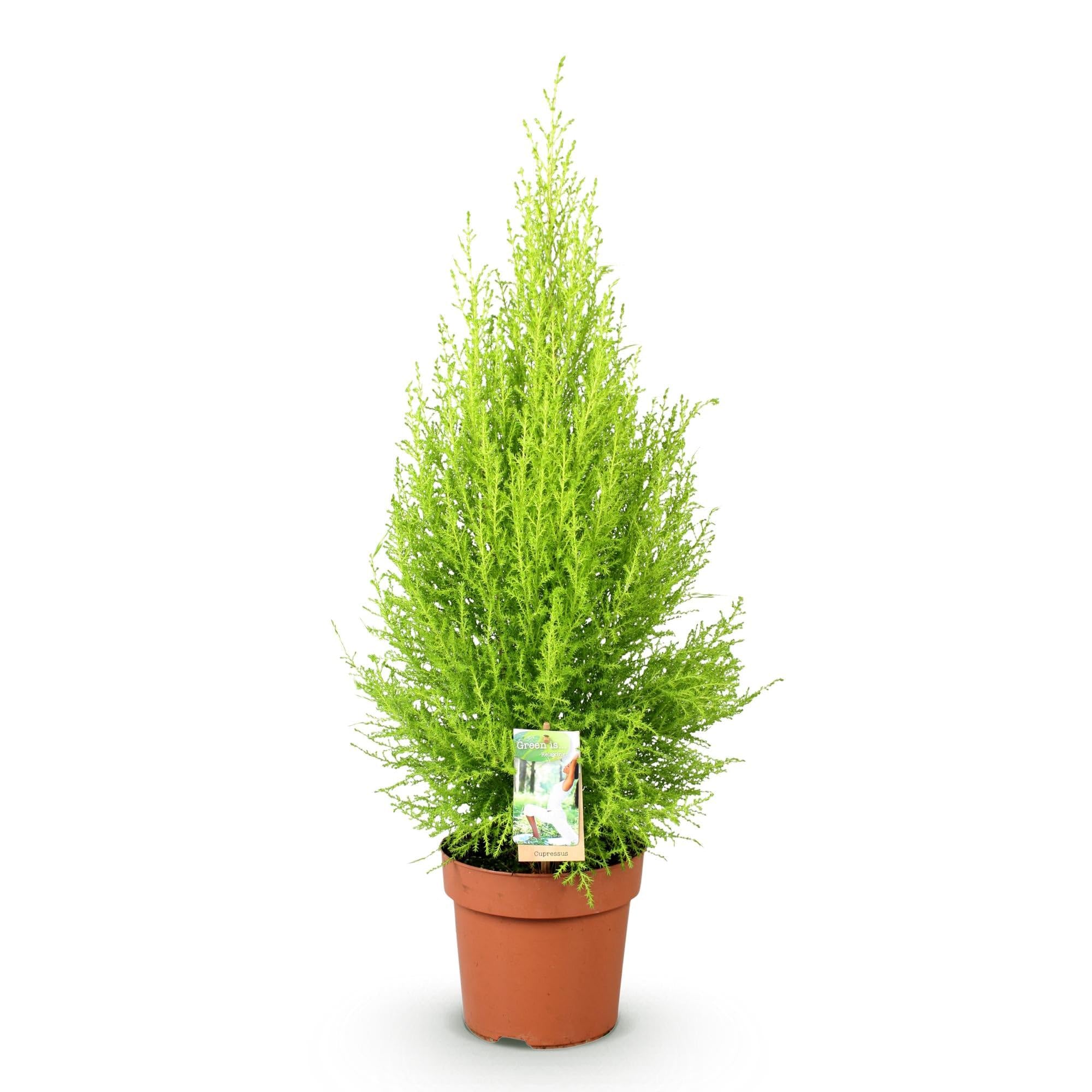 Cupressus Gold Crest Wilma – igfera pokojowa – 21 cm – wysokość 85-95 cm – łatwa w pielęgnacji, złoto-zielona roślina do salonu, biura i nowoczesnych wnętrz