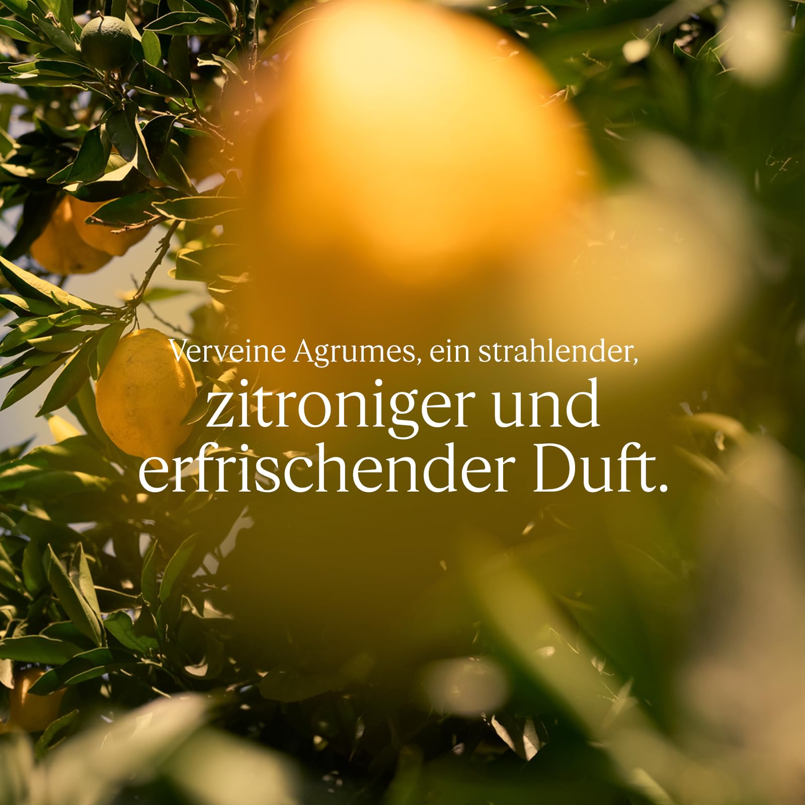 L'OCCITANE - Eau de Toilette Verveine Agrumes (Verbene Citrus) - 75 ml | Fruchtige und spritzige Noten - Akkorde aus Mandarine, Verveine und hellem Holz - Made in France