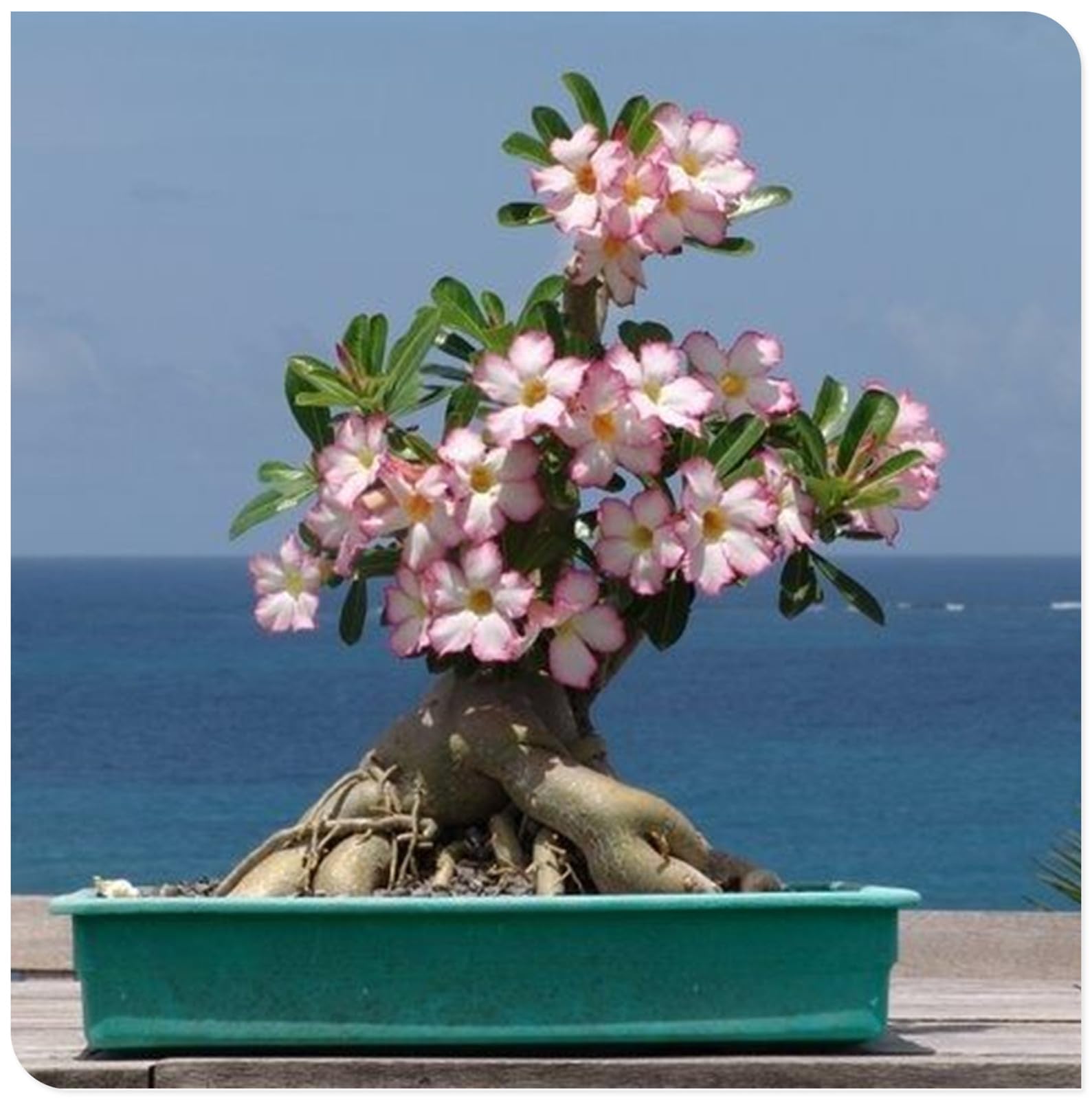 Sottile-Rizoma di rosa del deserto -Robusta-Rosa del Deserto Rara-Compatta-Naturale-Elegante-4 Bulbi-H