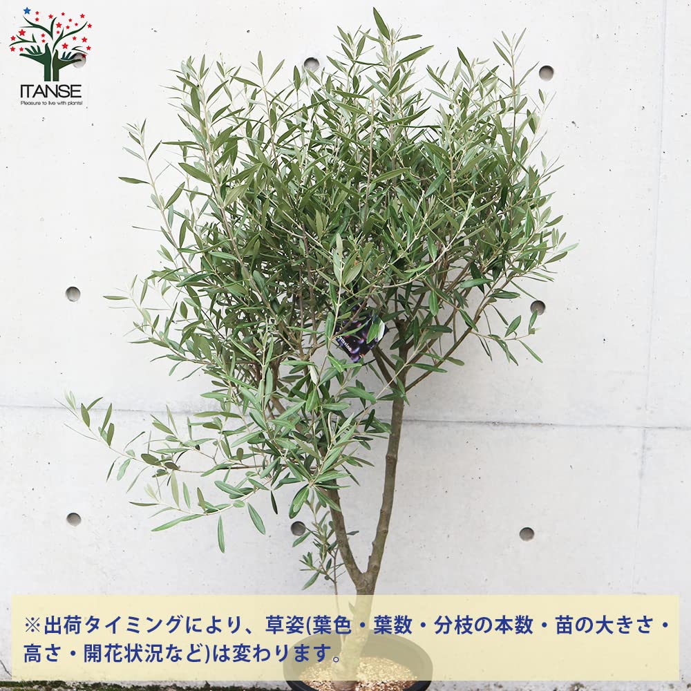 Amazon.co.jp: ITANSE オリーブの苗木 シプレッシーノ 挿し木5