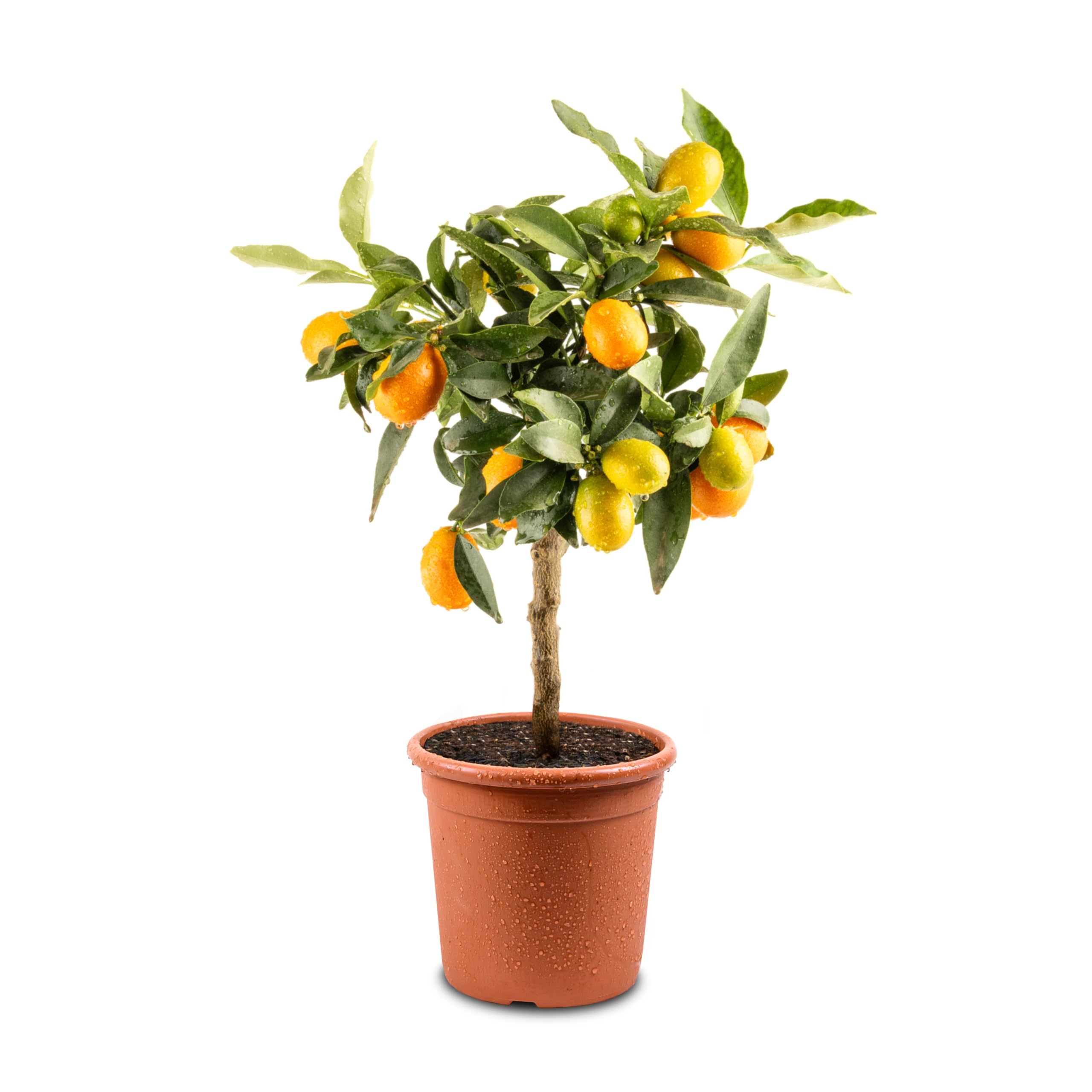 Meine Orangerie Mini-Zitruspflanze im Ø15 cm Topf – Calamondin, Kumquat, Chinotto, Zitrone u.v.m. – Höhe inkl. Topf ca. 40–50 cm – Mediterranes Flair für Balkon & Wohnung (Kumquat)