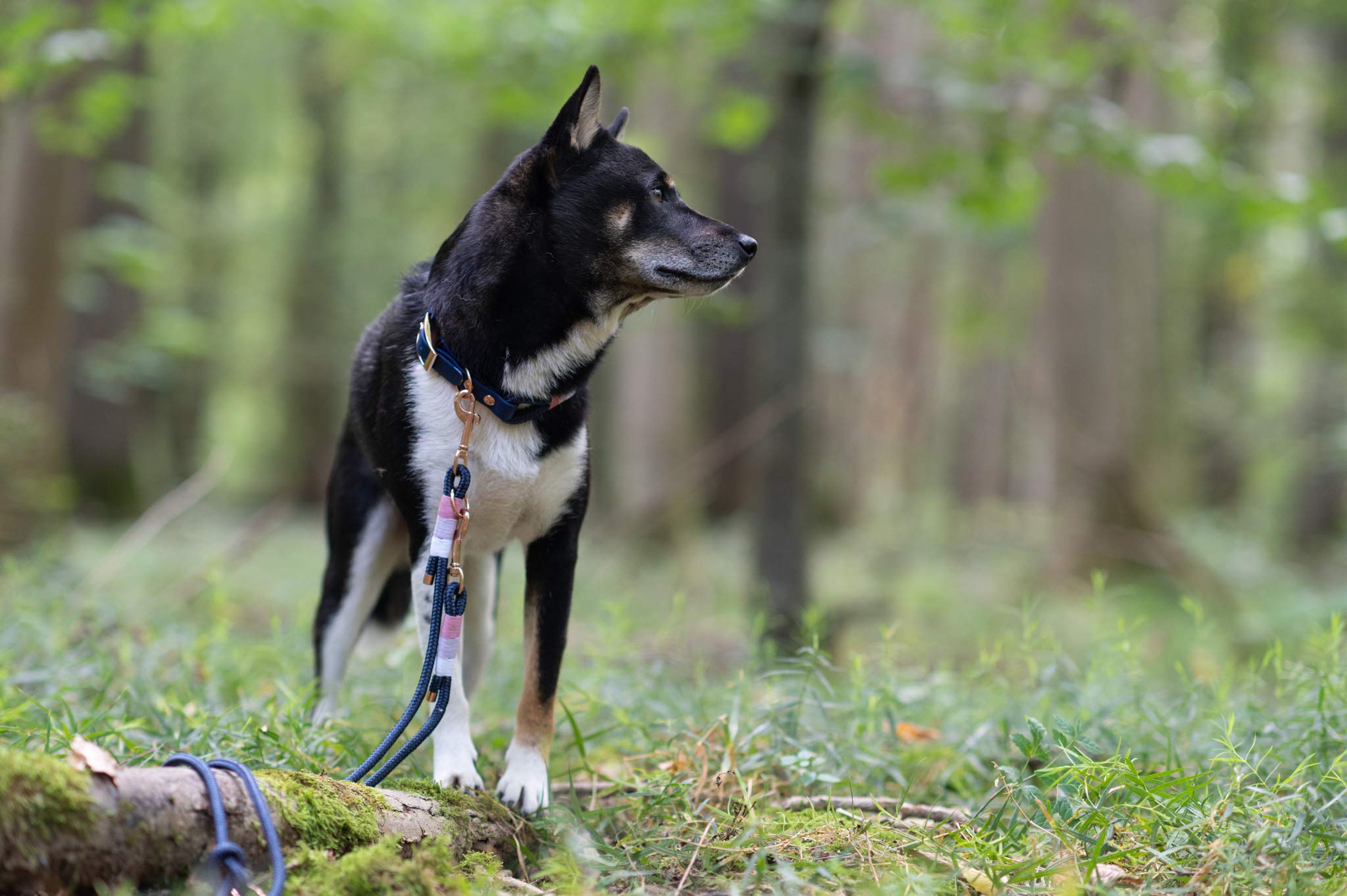 Laisse pour chien en corde de voile - Longueur : 200 cm - 100 % fabriquée à la main - Longueur réglable sur trois niveaux grâce à des nœuds de randonnée en corde de voile robuste (S (200