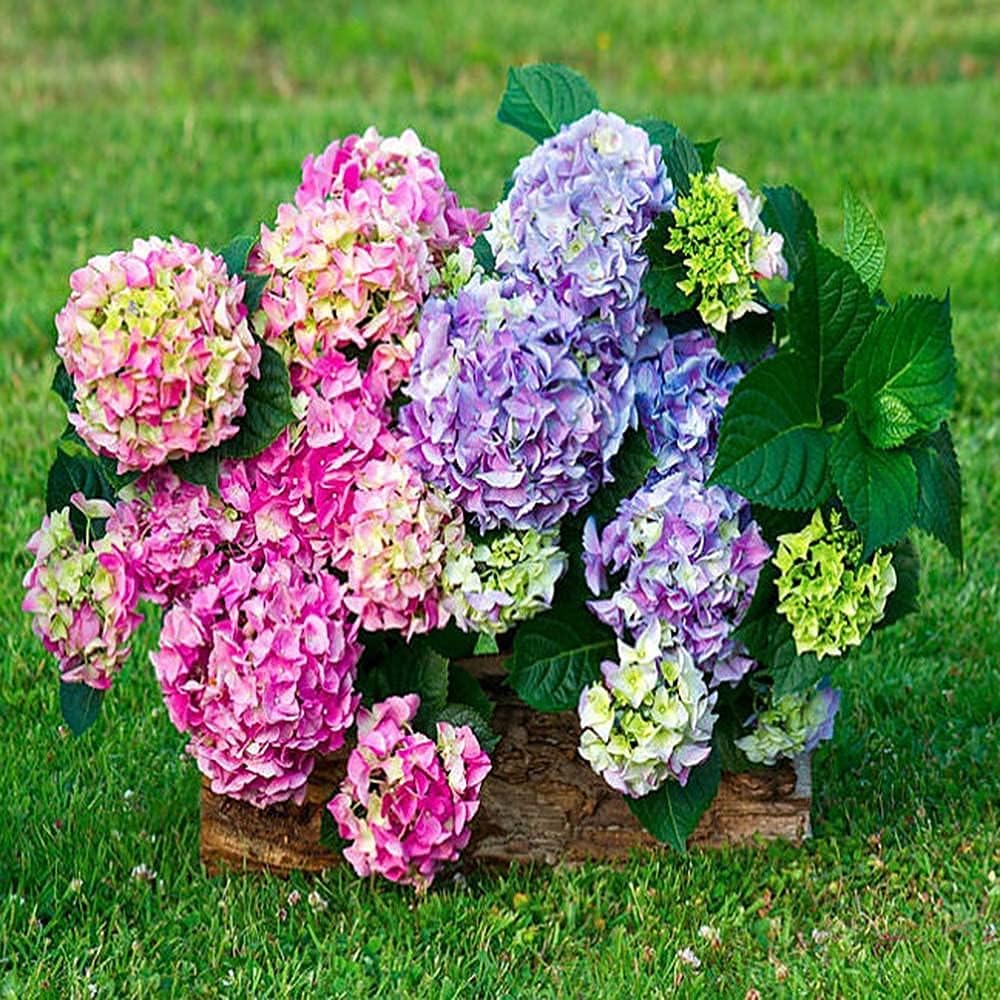 20Stück lila Hortensiensamen Strauch Blume prall schöne Blumen für die Gartenarbeit Pflanzen dekorativer Garten drinnen draußen pflegeleicht
