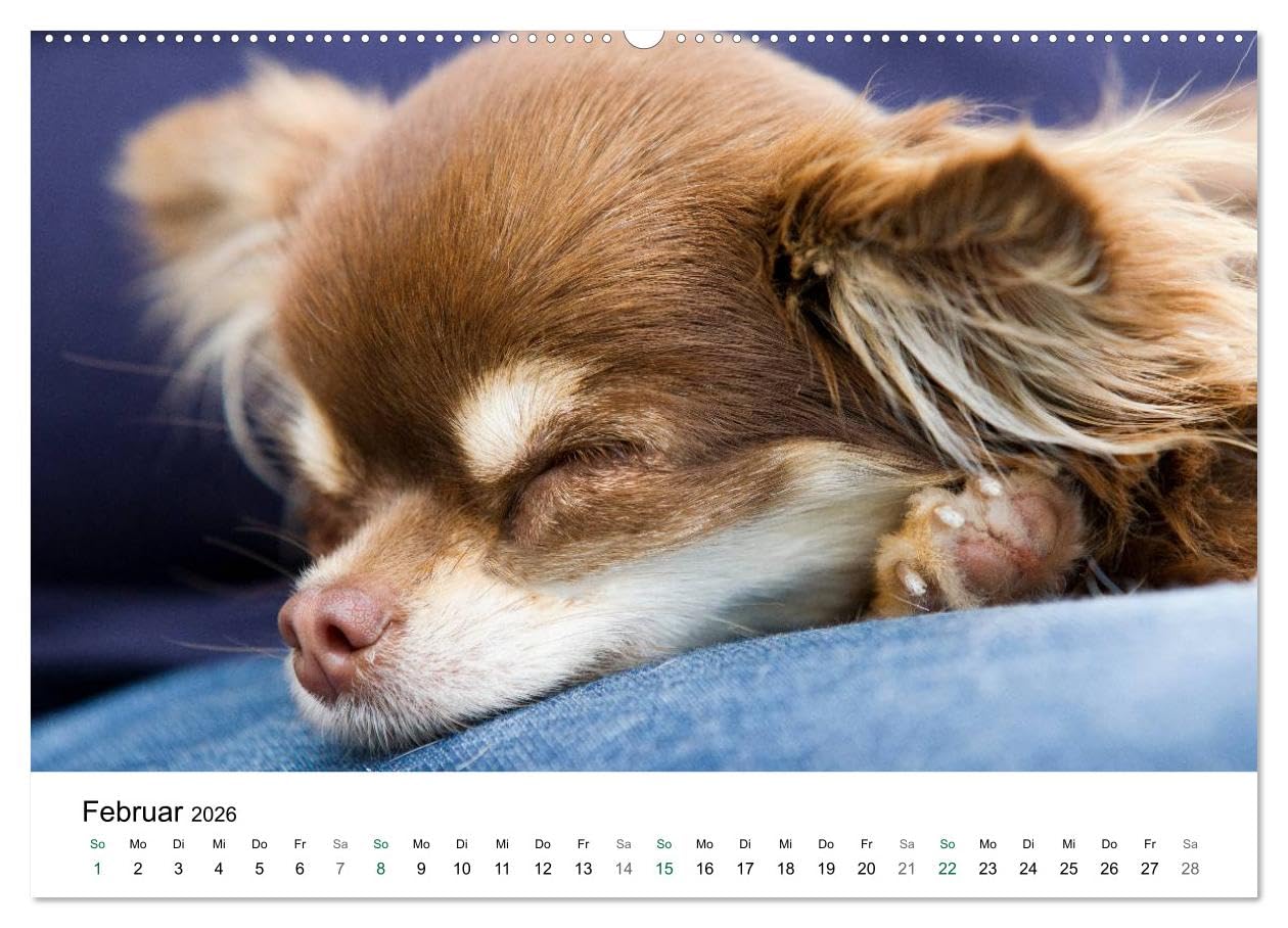 Chihuahuas - kleine Herzensbrecher (hochwertiger Premium Wandkalender 2026 DIN A2 quer), Kunstdruck in Hochglanz: Wunderschöne Outdoor Fotos der kleinen Hunderasse (CALVENDO Tiere)