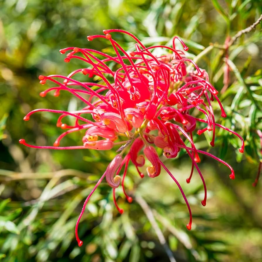 グレビレア「ロビンゴードン」 Amazon.co.jp: グレビレア・ロビンゴードン 5号ポット【品種で
