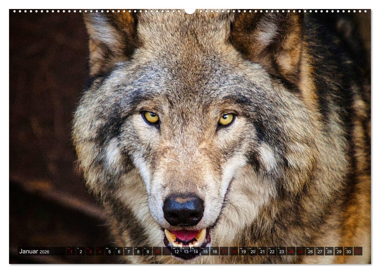 Begegnung mit dem Wolf (Wandkalender 2026 DIN A2 quer), CALVENDO Monatskalender: Faszinierende Aufnahmen von Wölfen aus verschiedenen Territorien (CALVENDO Tiere)