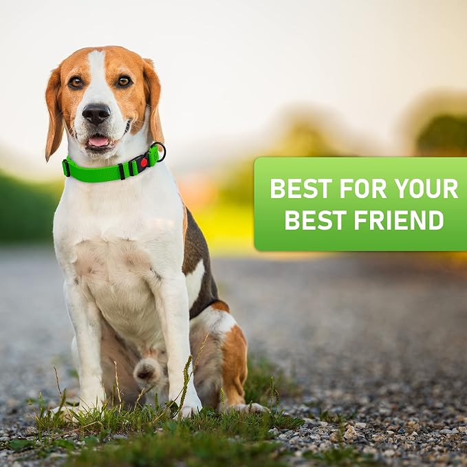 Collar Ajustable para Perro con Hebilla de Seguridad Verde miniatura 8