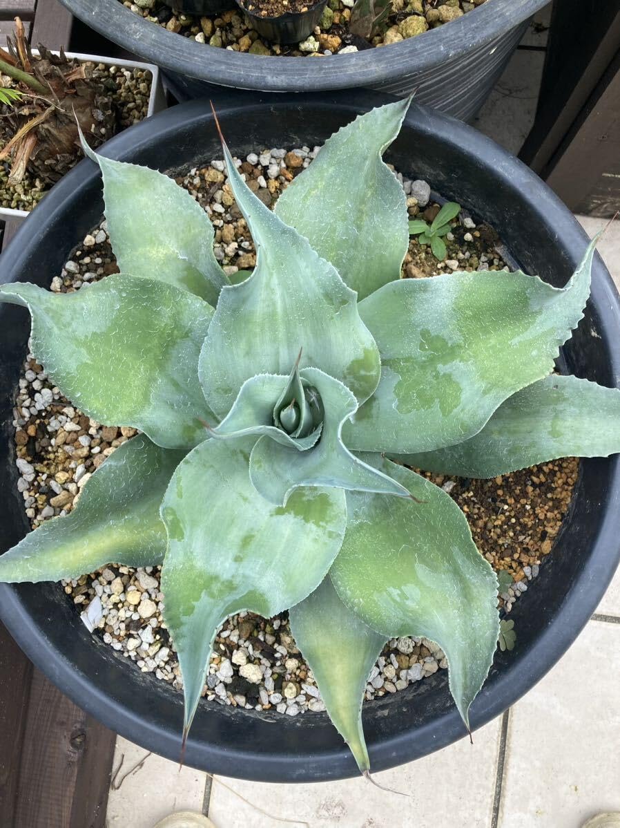 Amazon.co.jp: 極耐寒性アガベ レア株オバティフォリア'Lava Flow