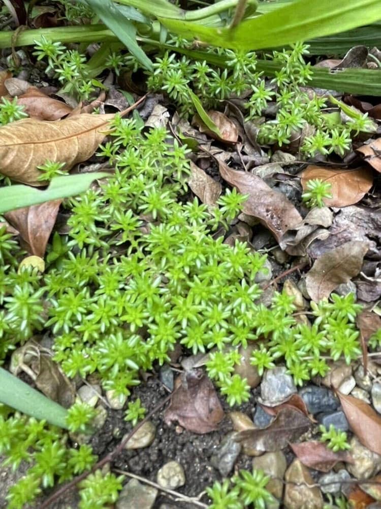 完売　　紅葉中！森で野生化超絶ワイルド【モリムラマンネングサ】セダム＊多肉植物 完売 紅葉中！森で野生化超絶ワイルド【モリムラマンネングサ