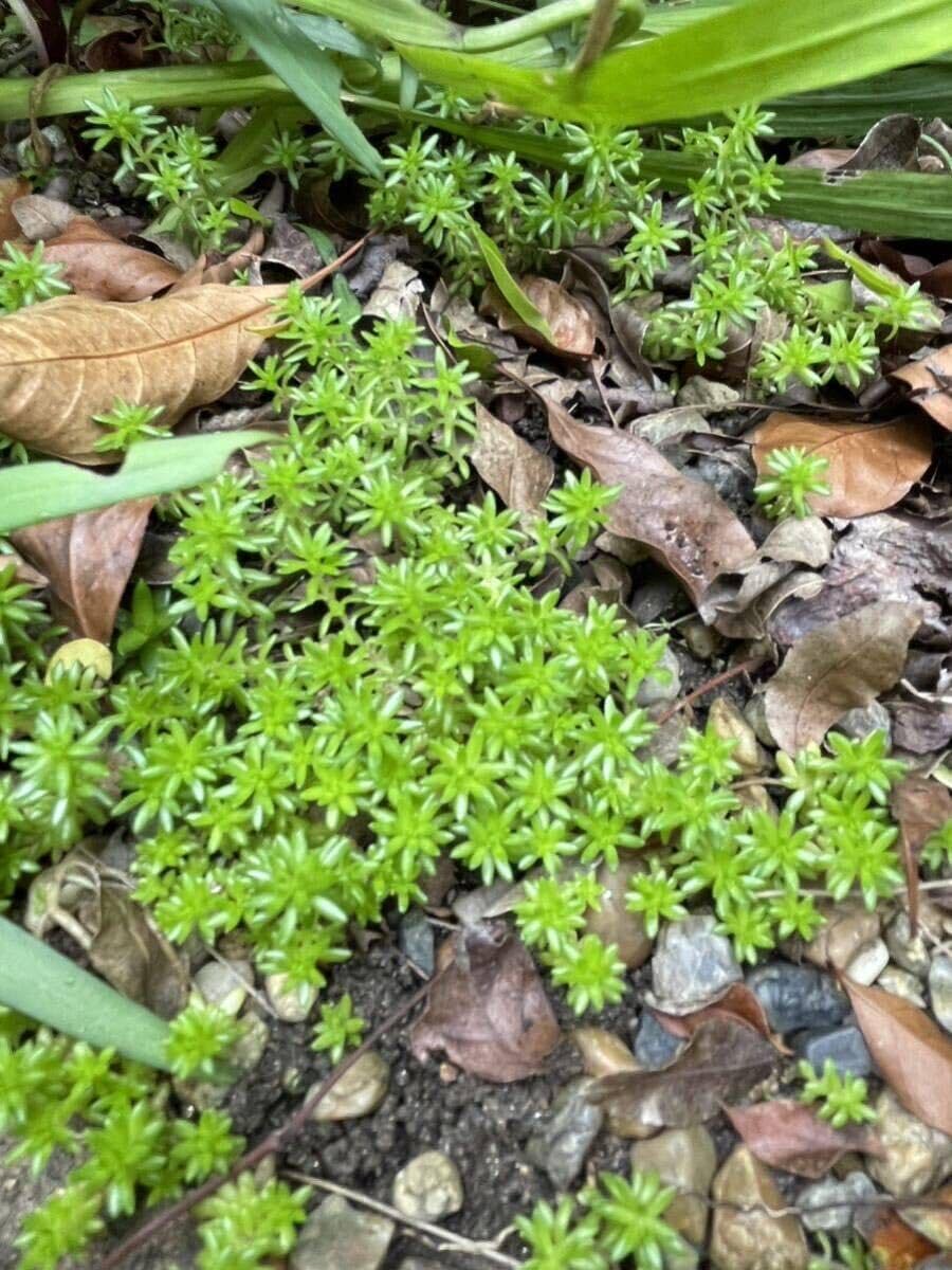 多肉植物　セダム　斑入り森村万年草　カット苗　10カット 多肉植物 セダム 斑入り森村万年草 カット苗 10カット 楽天市場】多肉