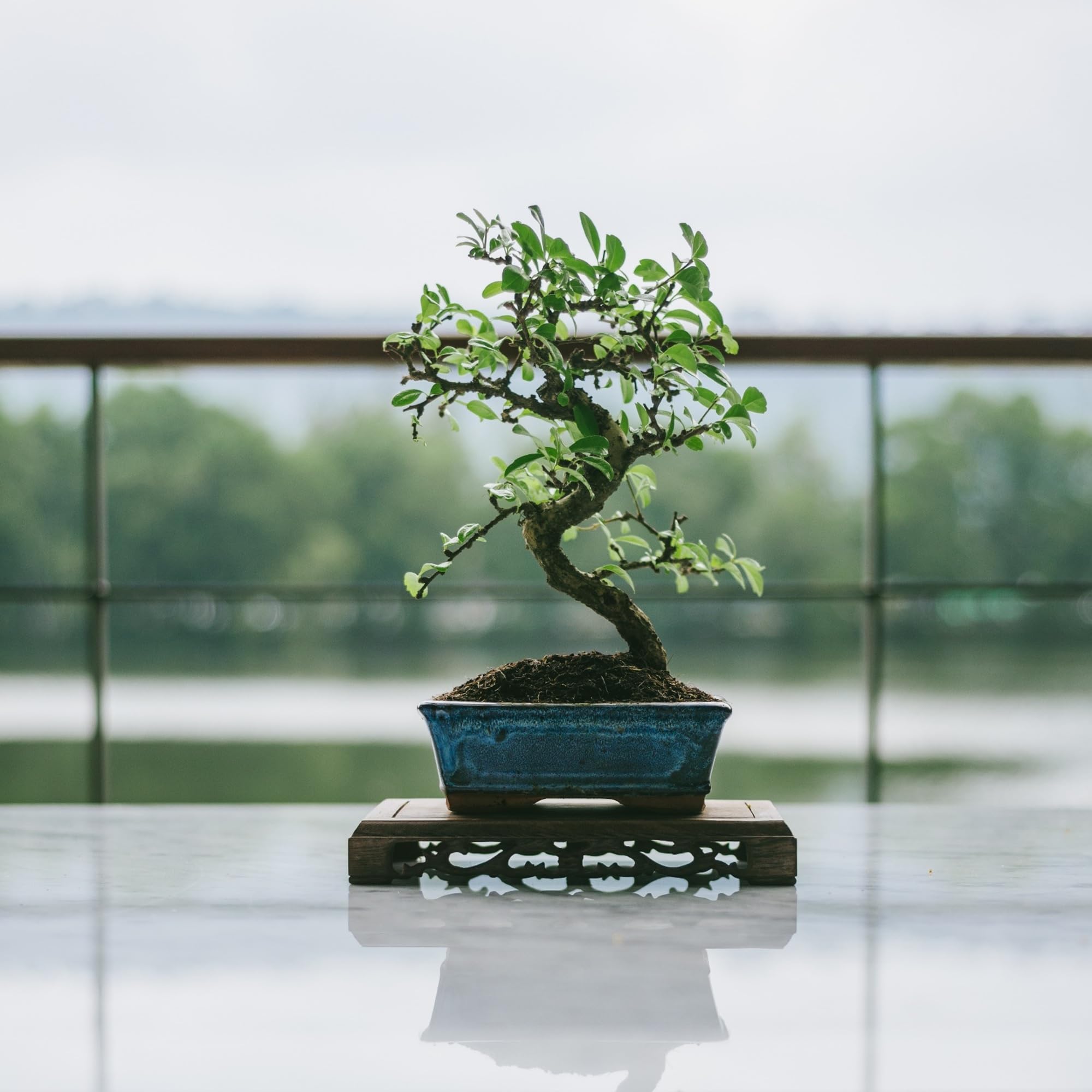 vdvelde․com - Bonsai żywe 25-30 cm z donicą, nożycami i książką | Zestaw prezentowy dla początkujących, łatwa roślina do domu lub biura, Carmona w stylu japońskim