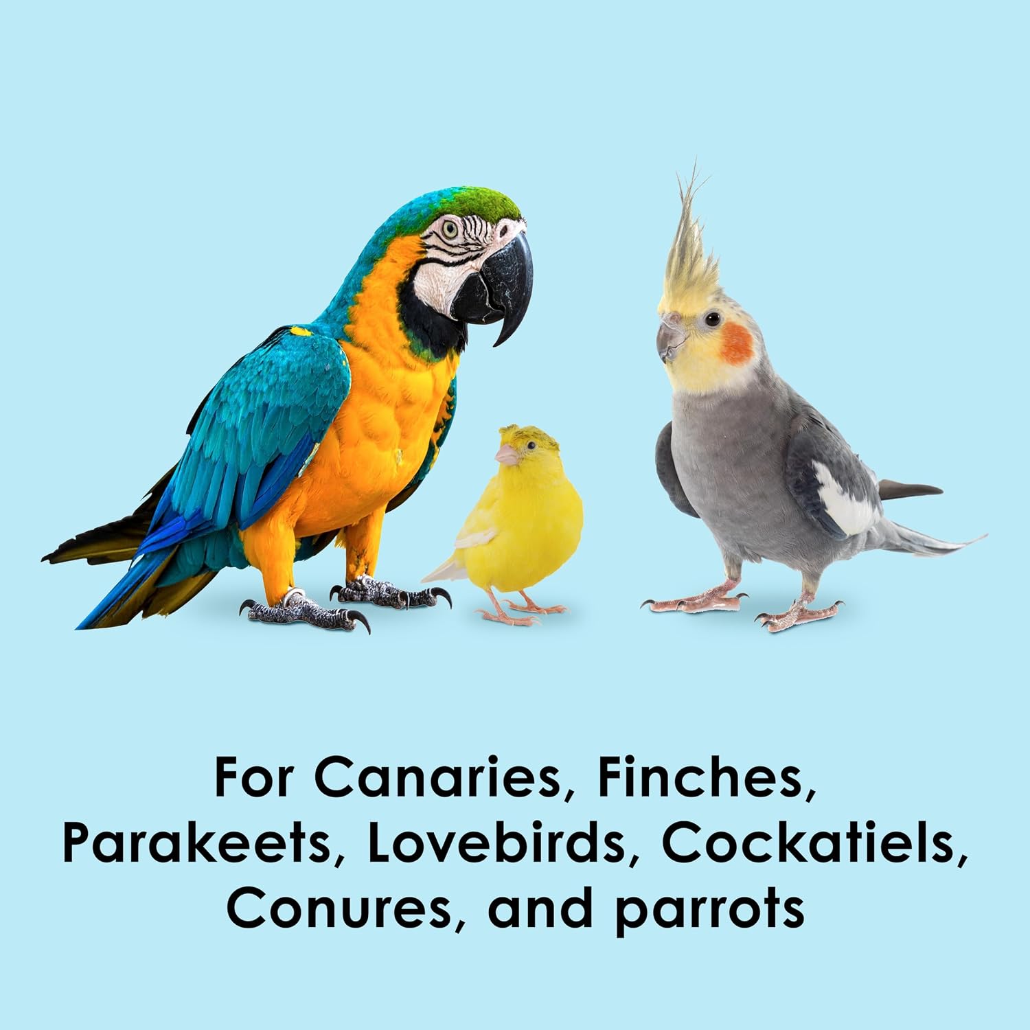 Kaytee Mango Flavored Yogurt Dipped Papaya Treats for All Pet Birds, 2.5-Oz Bag (Pack of 2) image 2