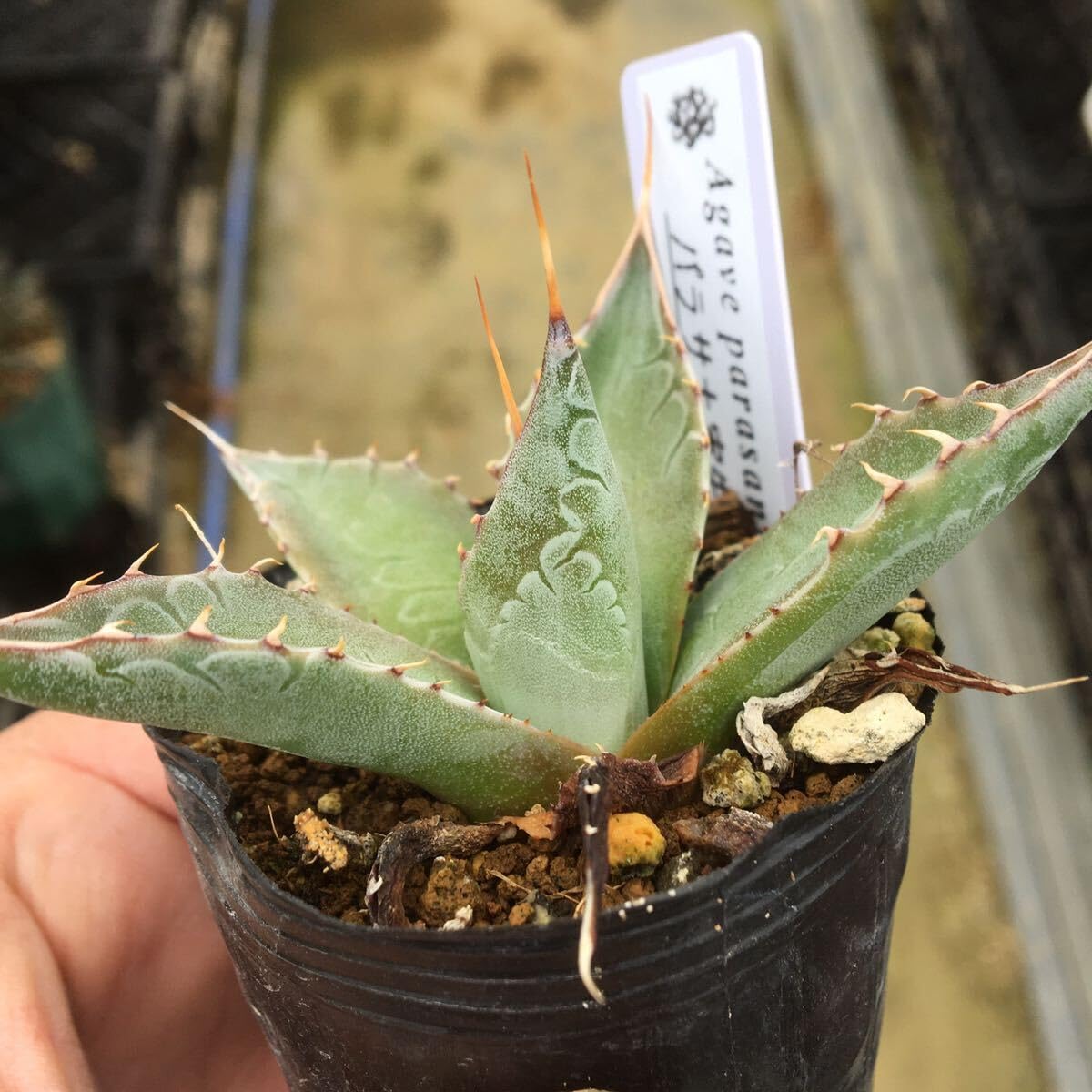 速達 第四種郵便 ユーフォルビア オベサ メス株 3号ブラックポット 速達 第四種郵便 ユーフォルビア オベサ メス株 3号ブラック