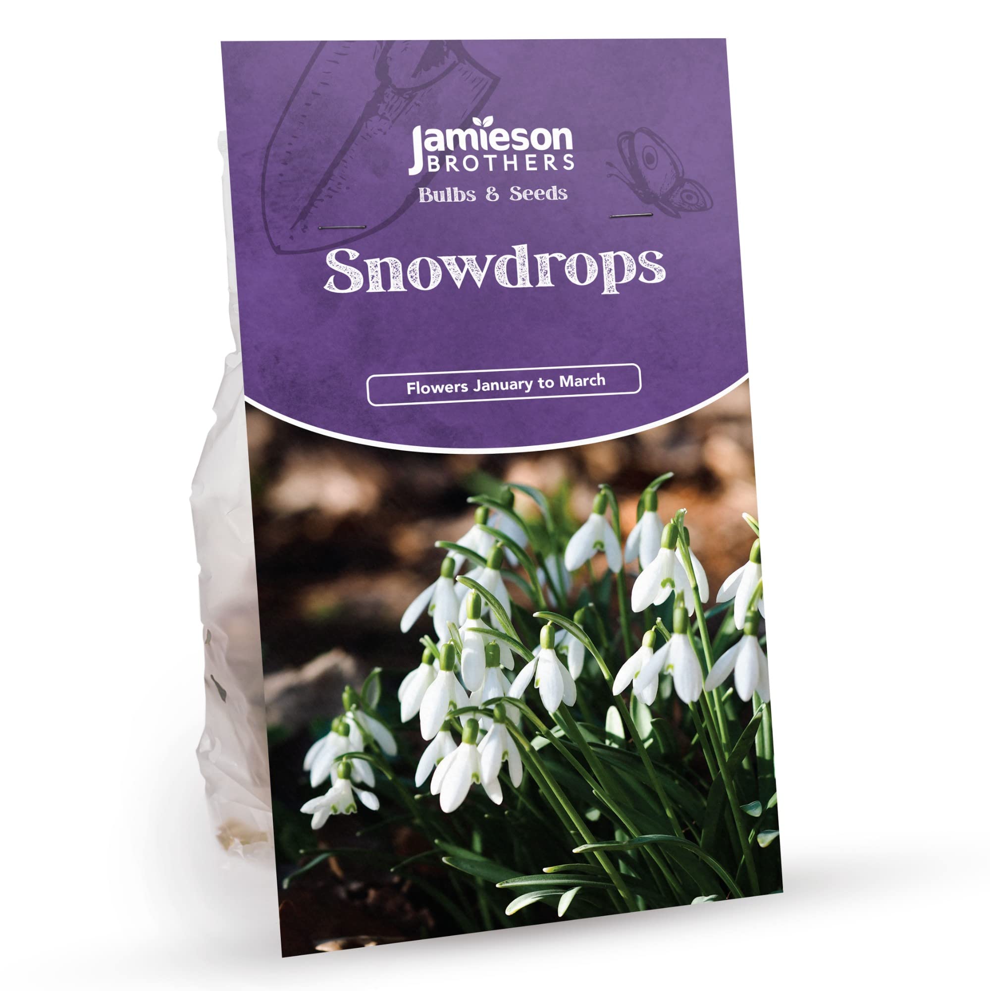 Snowdrop Bulbs (80 Bulbs) by Jamieson Brothers