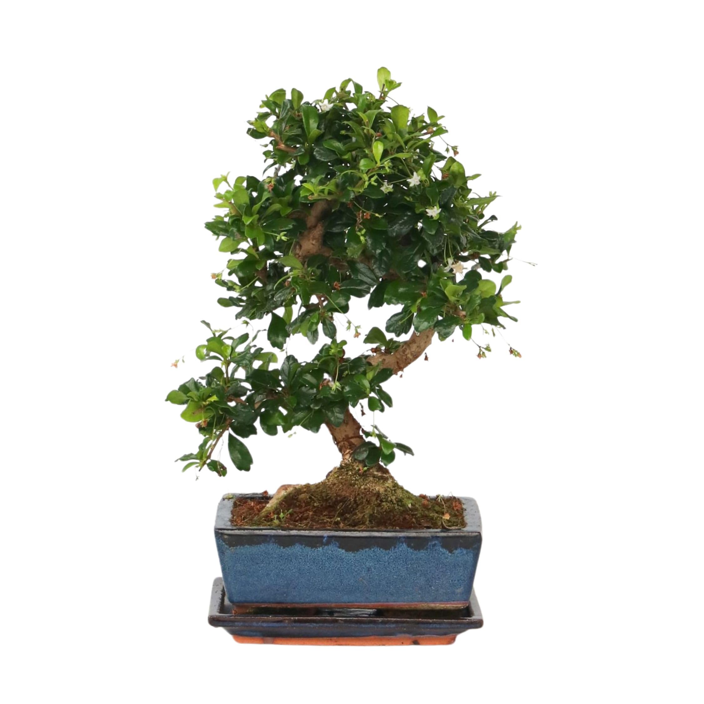 Plant in a Box - Carmona microphylla - Hauteur 20-25cm - Bonsaï Carmona Forme en S - Pot 15cm