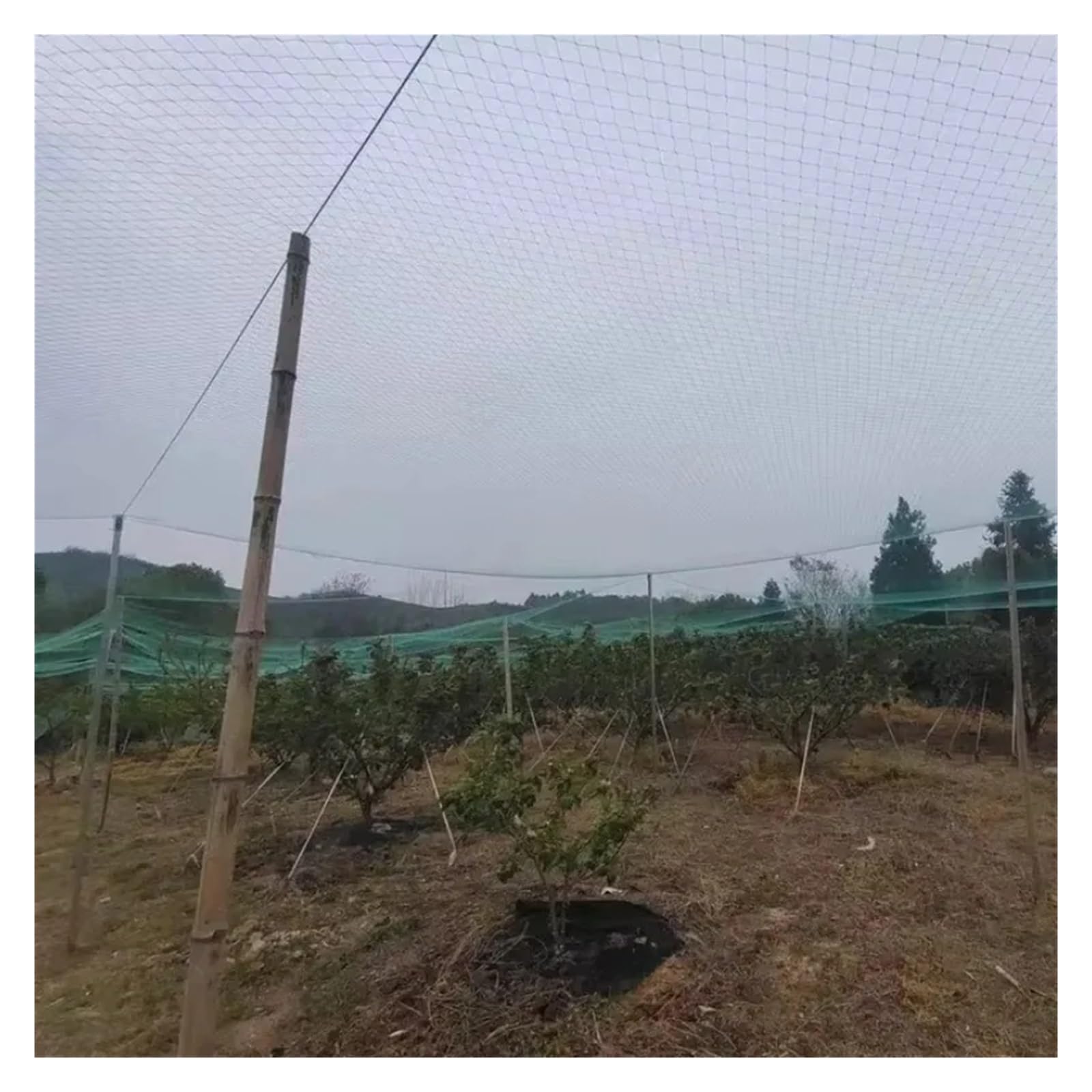 Nylonowa siatka przeciw ptakom Ogród odporny na ptaki netto Uprawy staw rybny Drzewo wiśniowe Ogrodzenie ochronne z owocami | Green 9shares 3cm Hole,Wide 3x5m