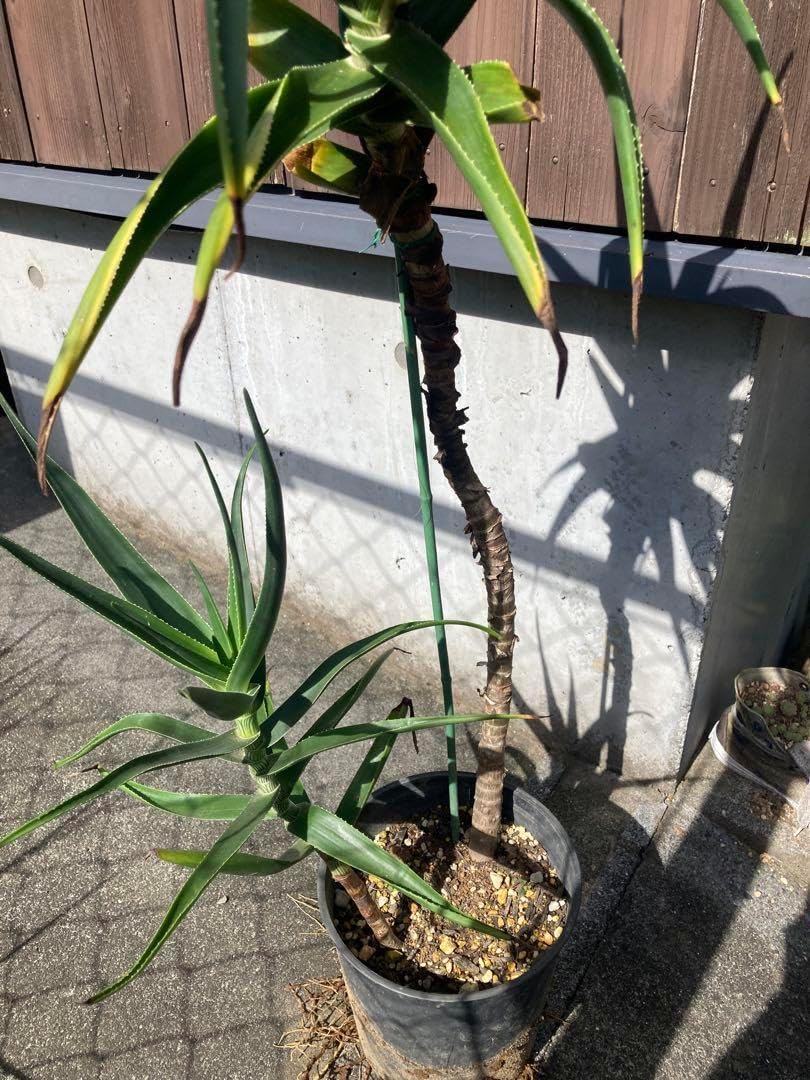 耐寒性アロエ ストリアツラ大株◇ドライガーデン多肉サボテン島ヤシ