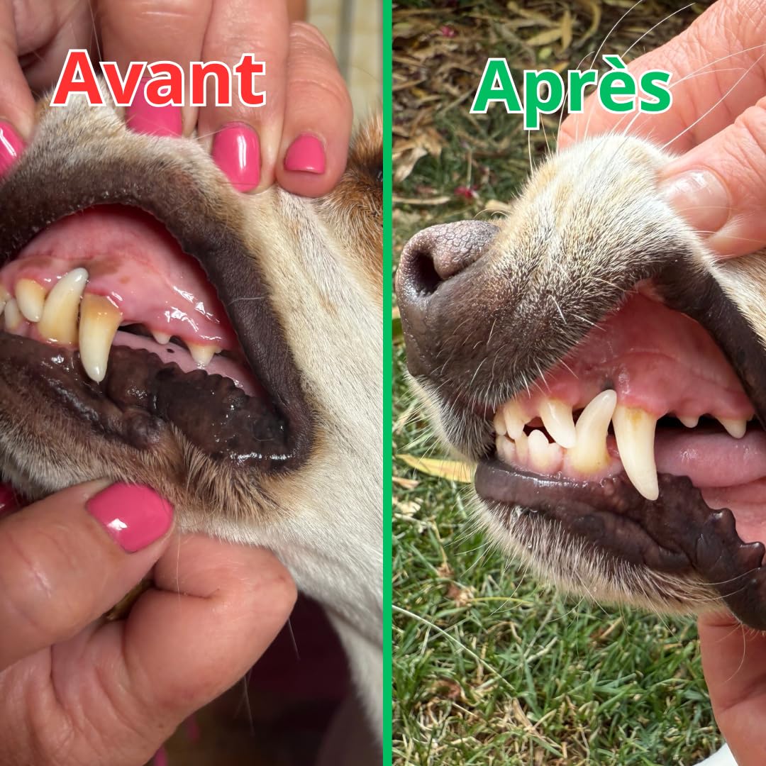 SUNFIDE - Poudre Dentaire pour Chien - Haleine Fraîche, Dents propres, Gencives Saines - Anti-tartre et Mauvaise Haleine - Anti-Plaque - Algues et Probiotiques (1 Boîte (60 Dosettes - Doseur Inclus))
