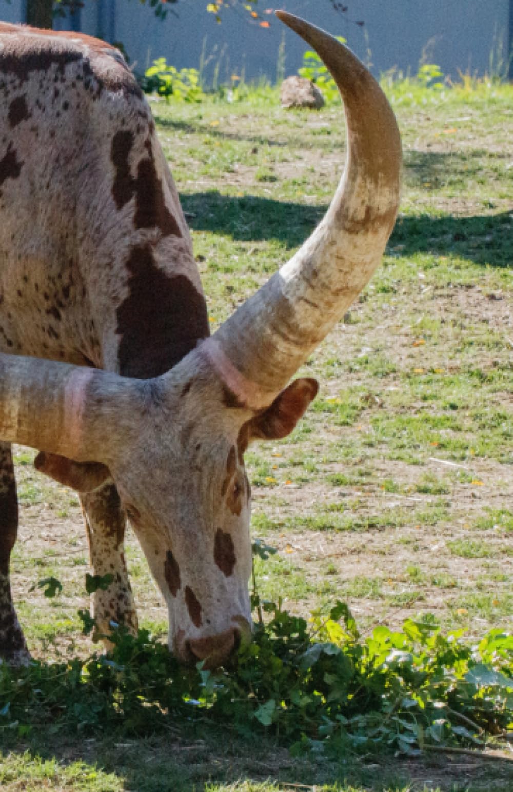 Independently published Ankole-Watusi cattle; sketchpad